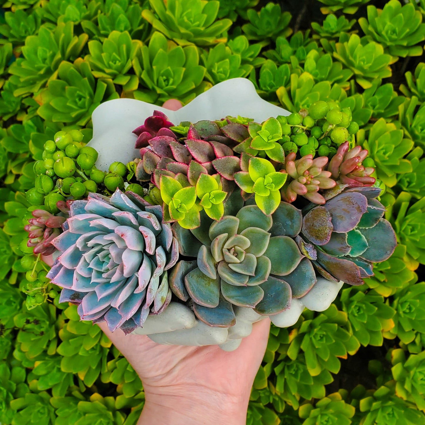 Cupped Hands Cement Planter Succulent Arrangement