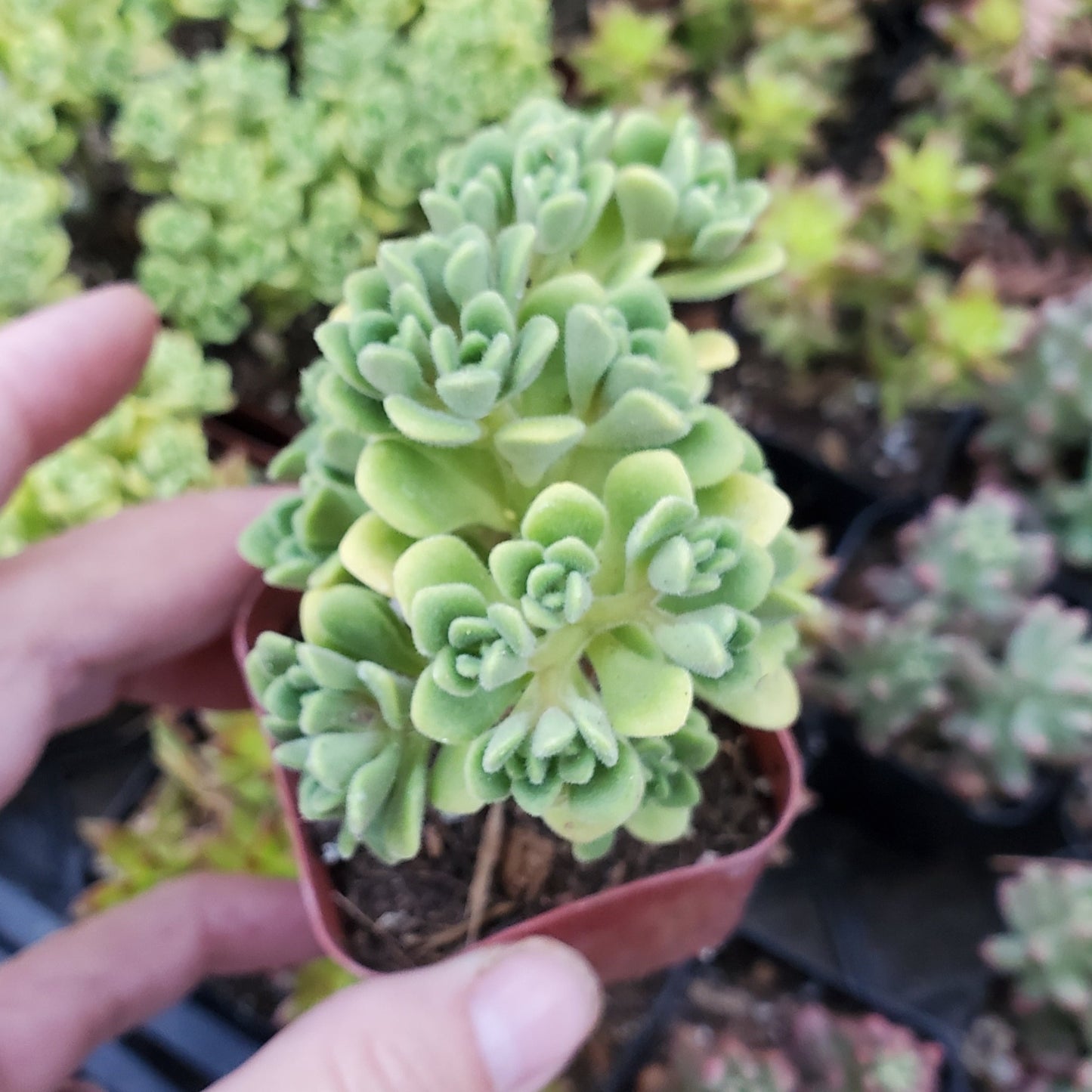 Aeonium lindleyi var. viscatum 'Irish Bouquet'