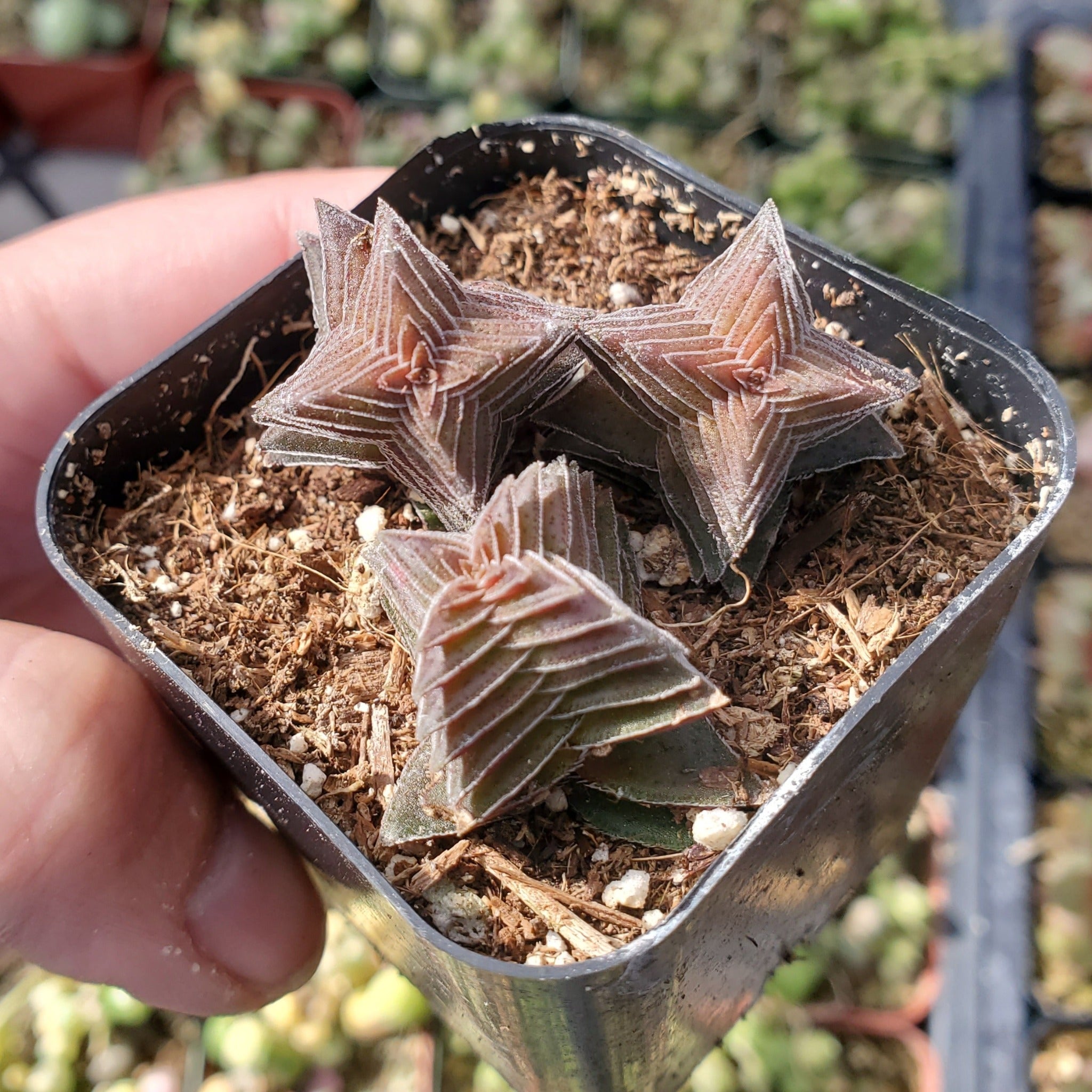 pagoda succulent care Crassula capitella 'Pagoda Village'