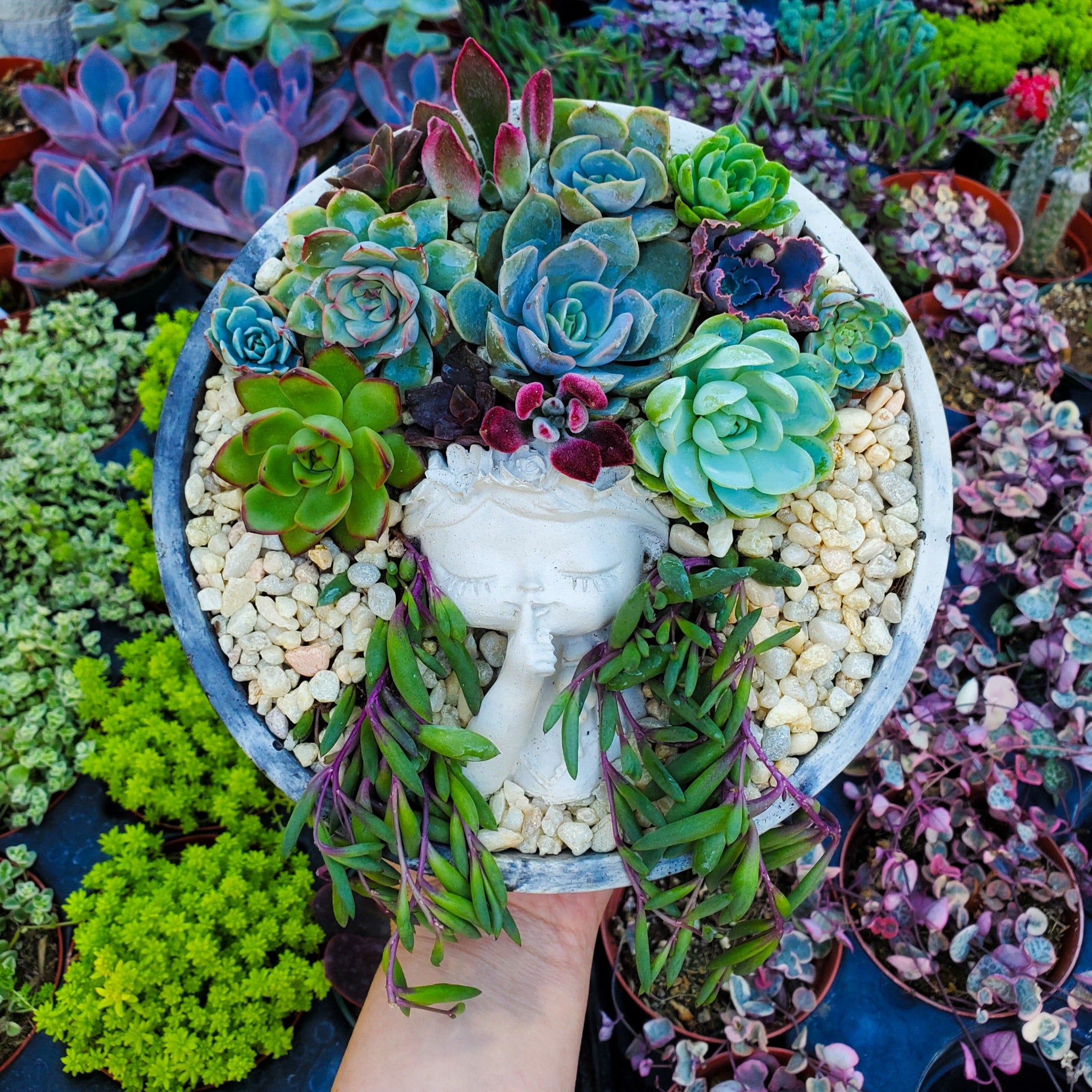 succulent arrangement near me Large Circle Peaceful Girl Succulent Succulent Arrangement