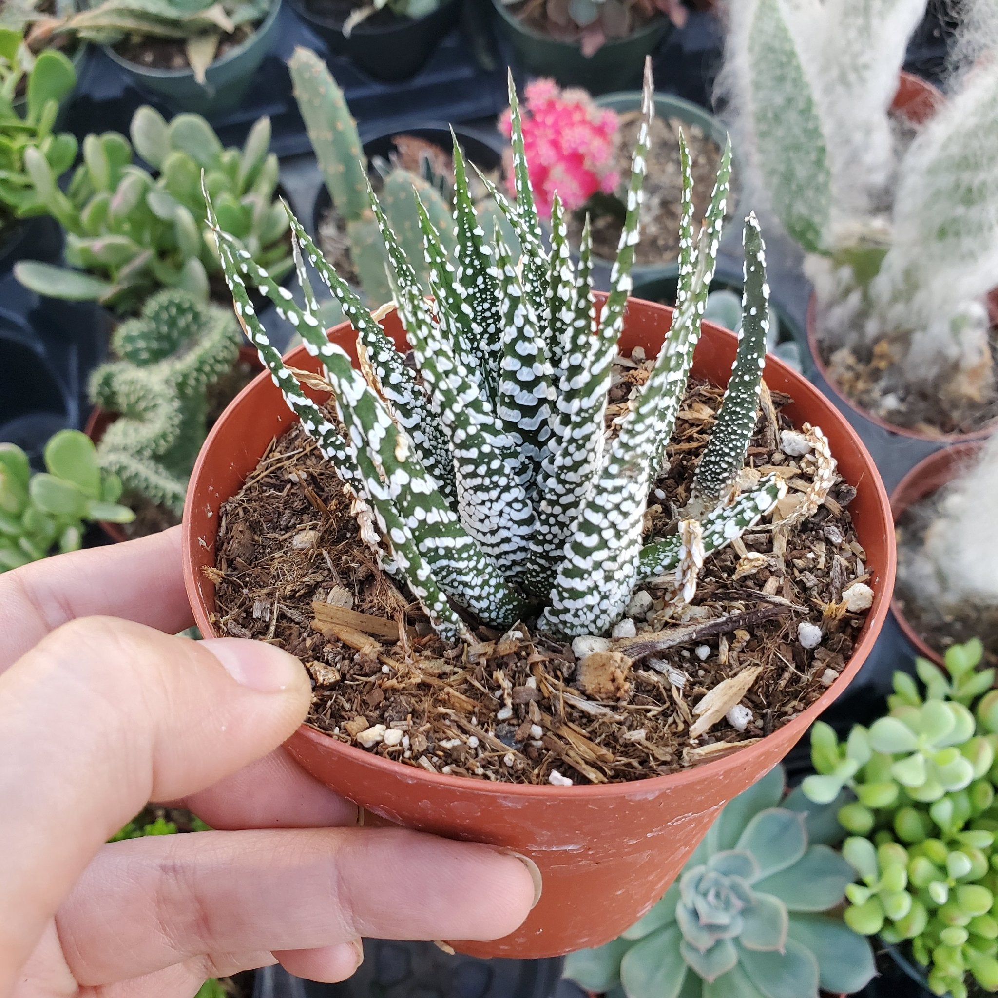 succulent haworthia zebra Haworthia fasciata 'Zebra Plant'
