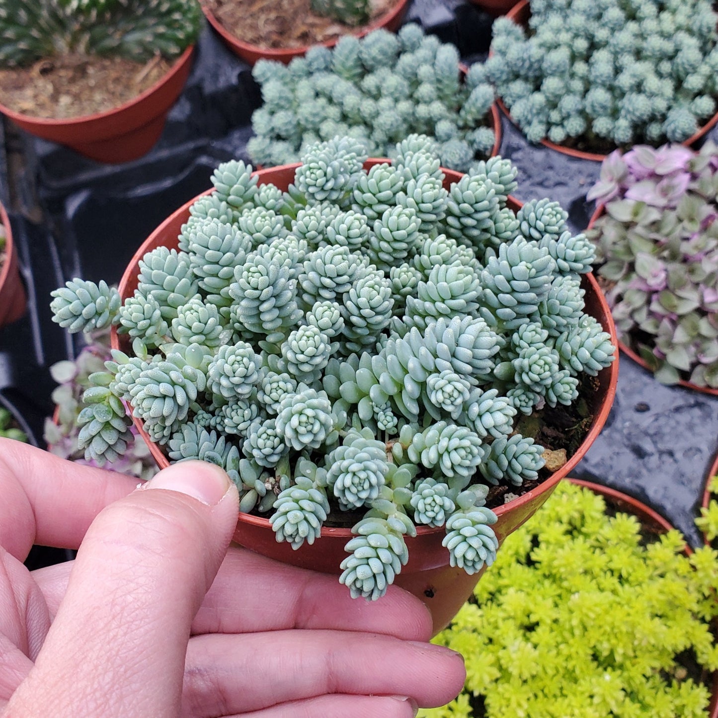 Sedum dasyphyllum 'Himalayan Skies'
