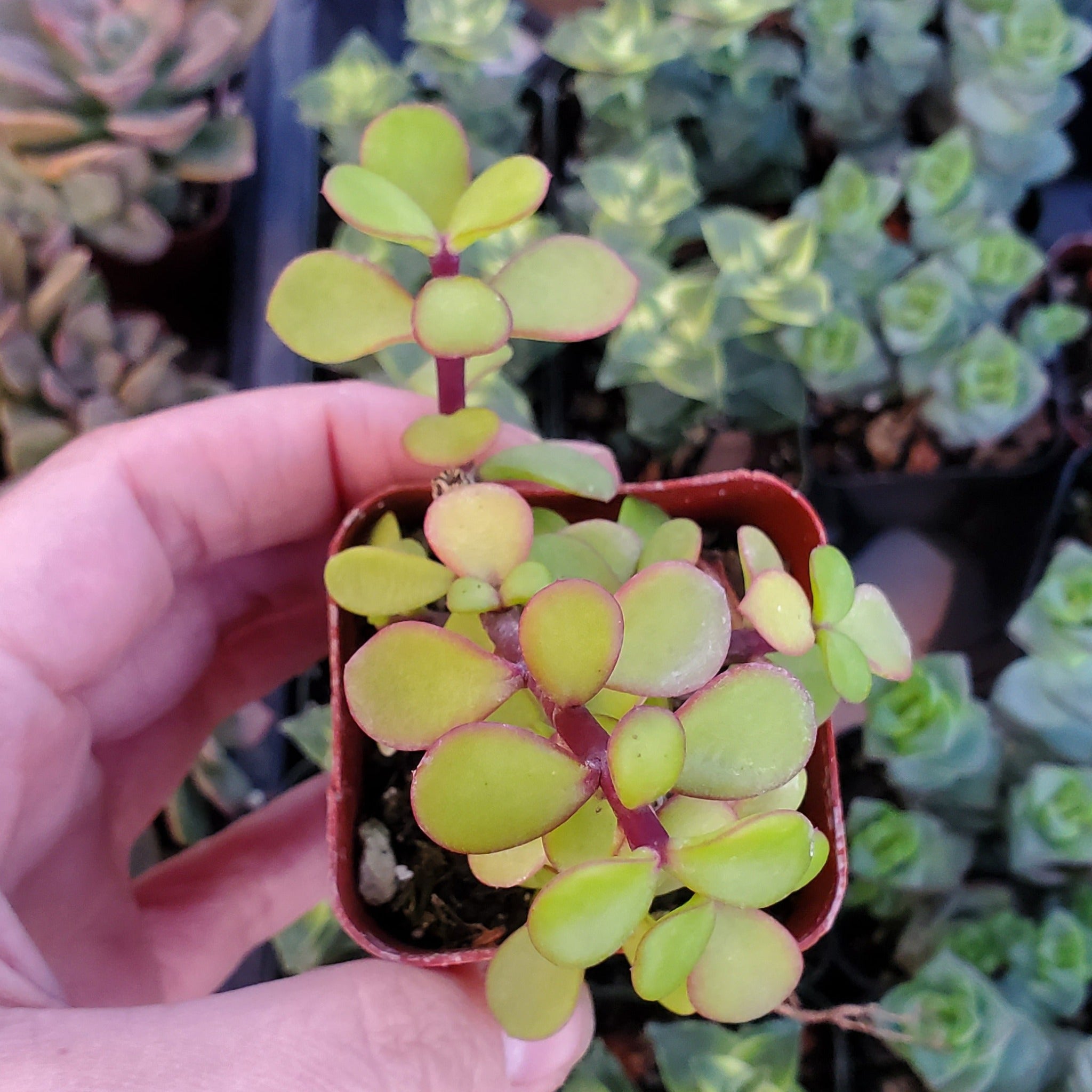 succulent brown stem green leaves Portulacaria afra 'Elephant Bush'