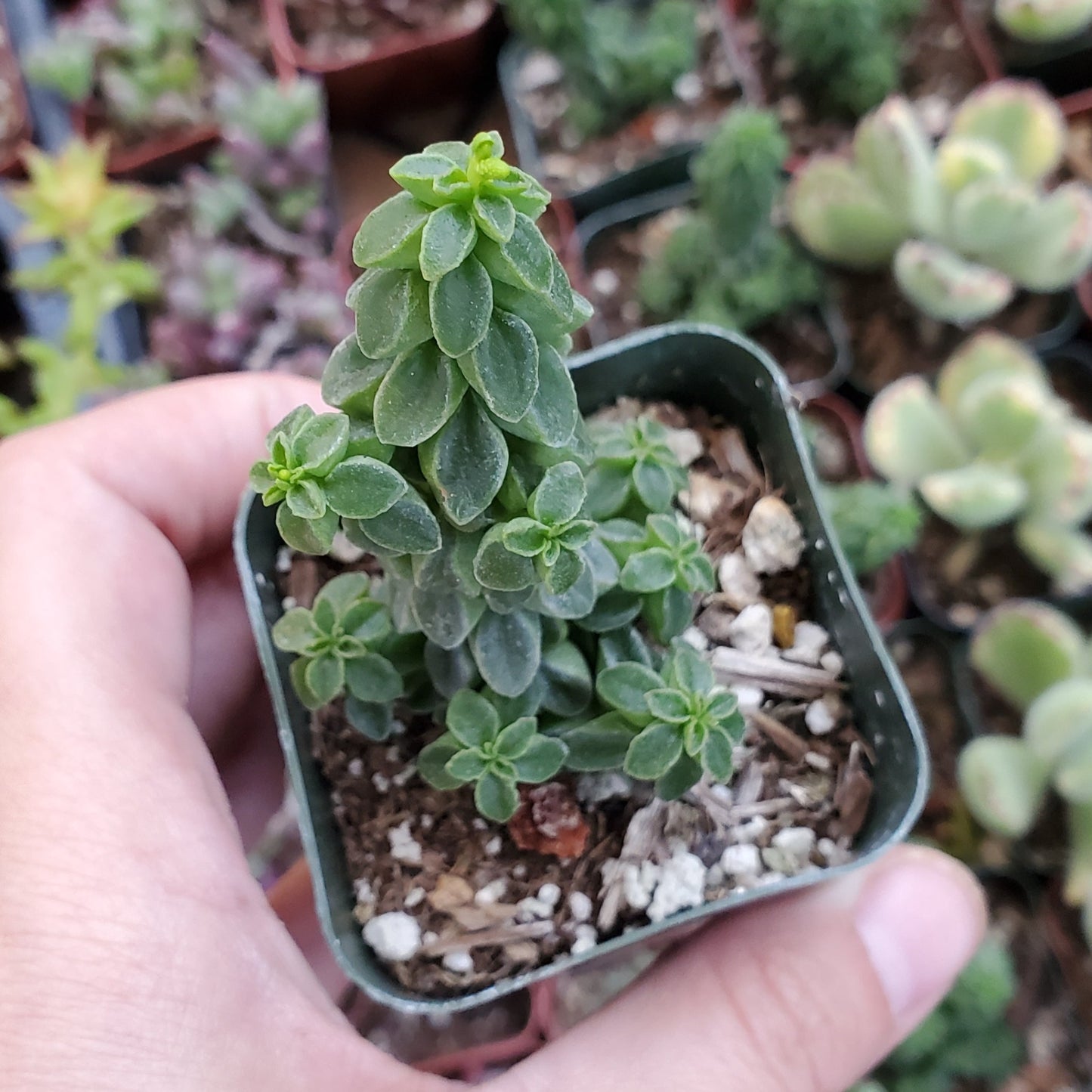 Peperomia columella