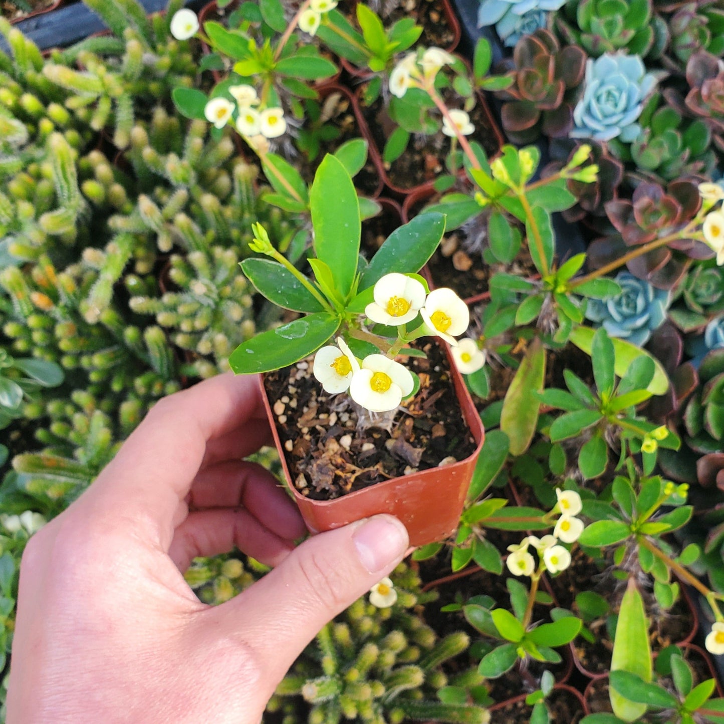 Euphorbia Milii 'Yellow Crown of Thorns'