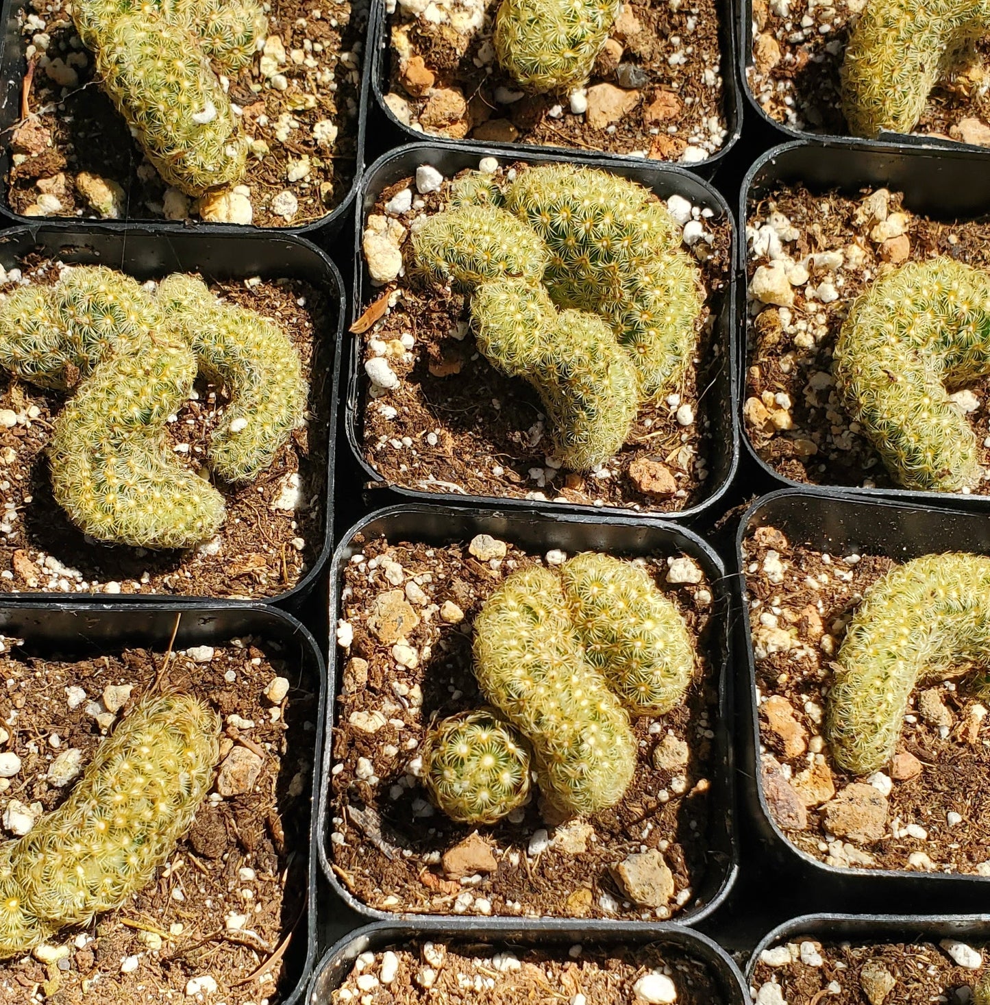 Mammillaria elongata cristata 'Brain Cactus'