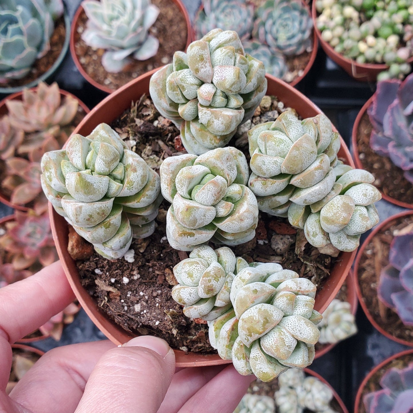 Crassula deceptor