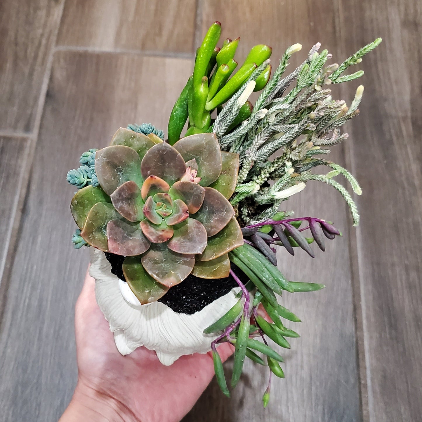 Succulent Gnome Arrangement