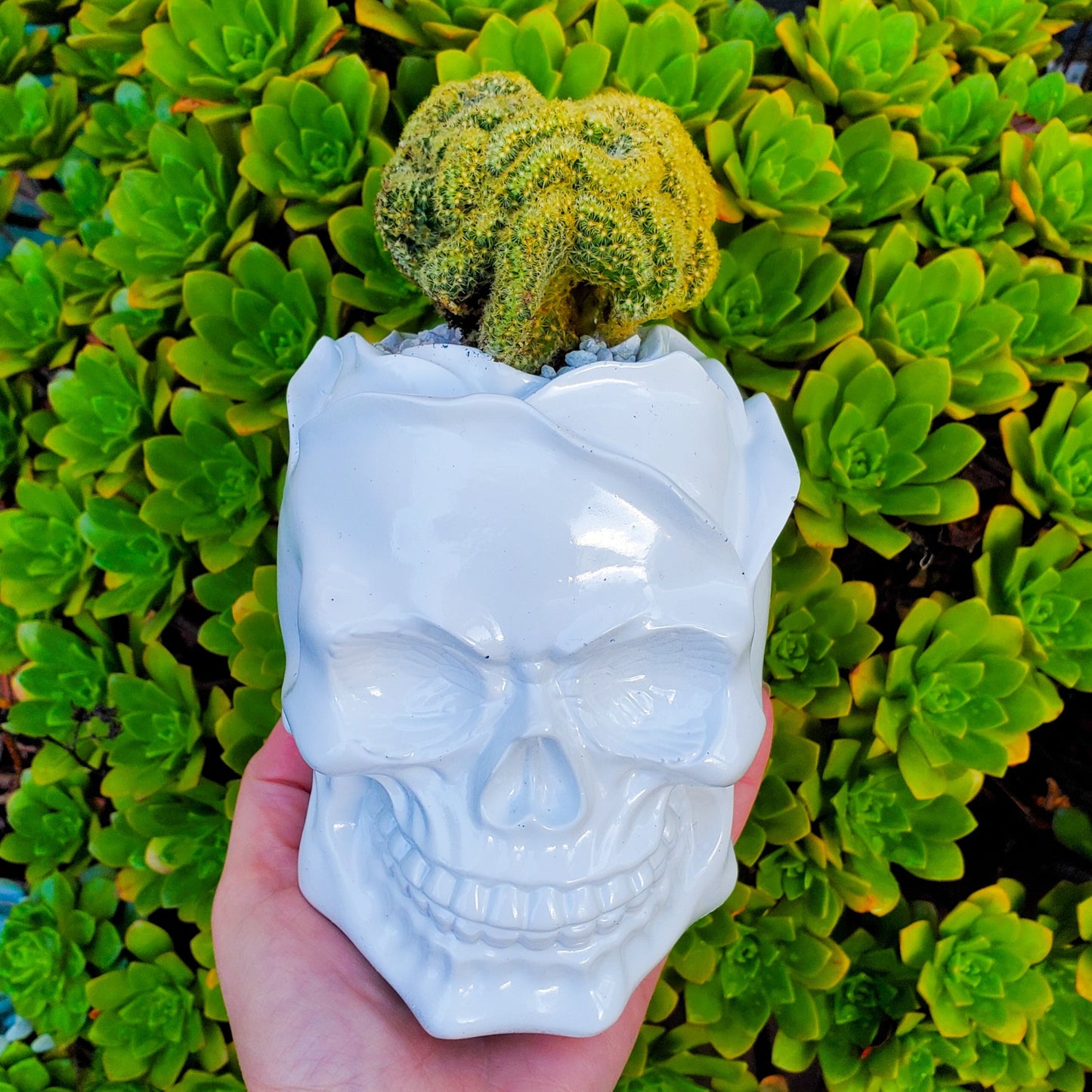 Brain Cactus Rose Skull Succulent Arrangement