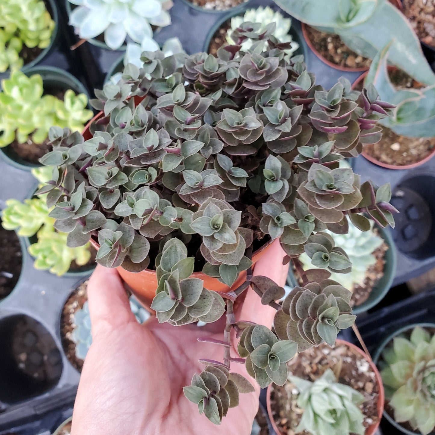 Callisia repens 'Turtle Vine'