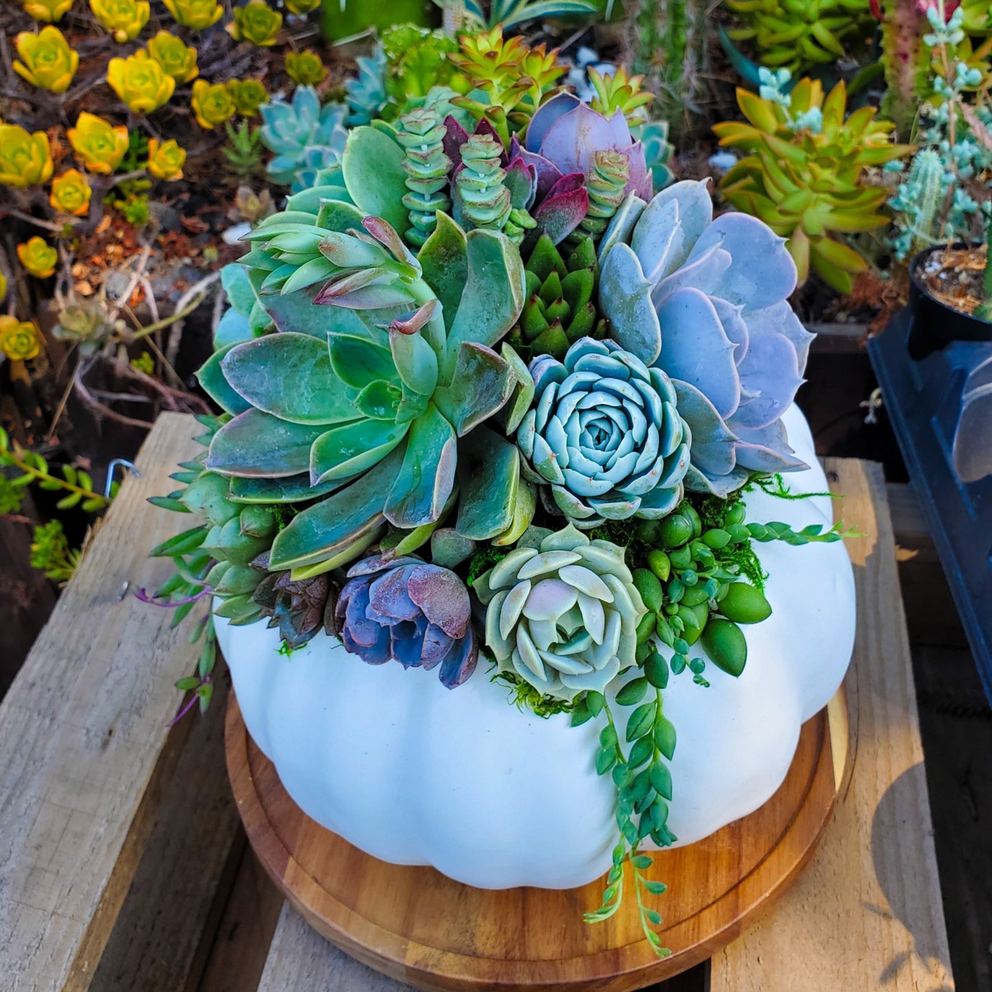 Medium White Succulent Pumpkin