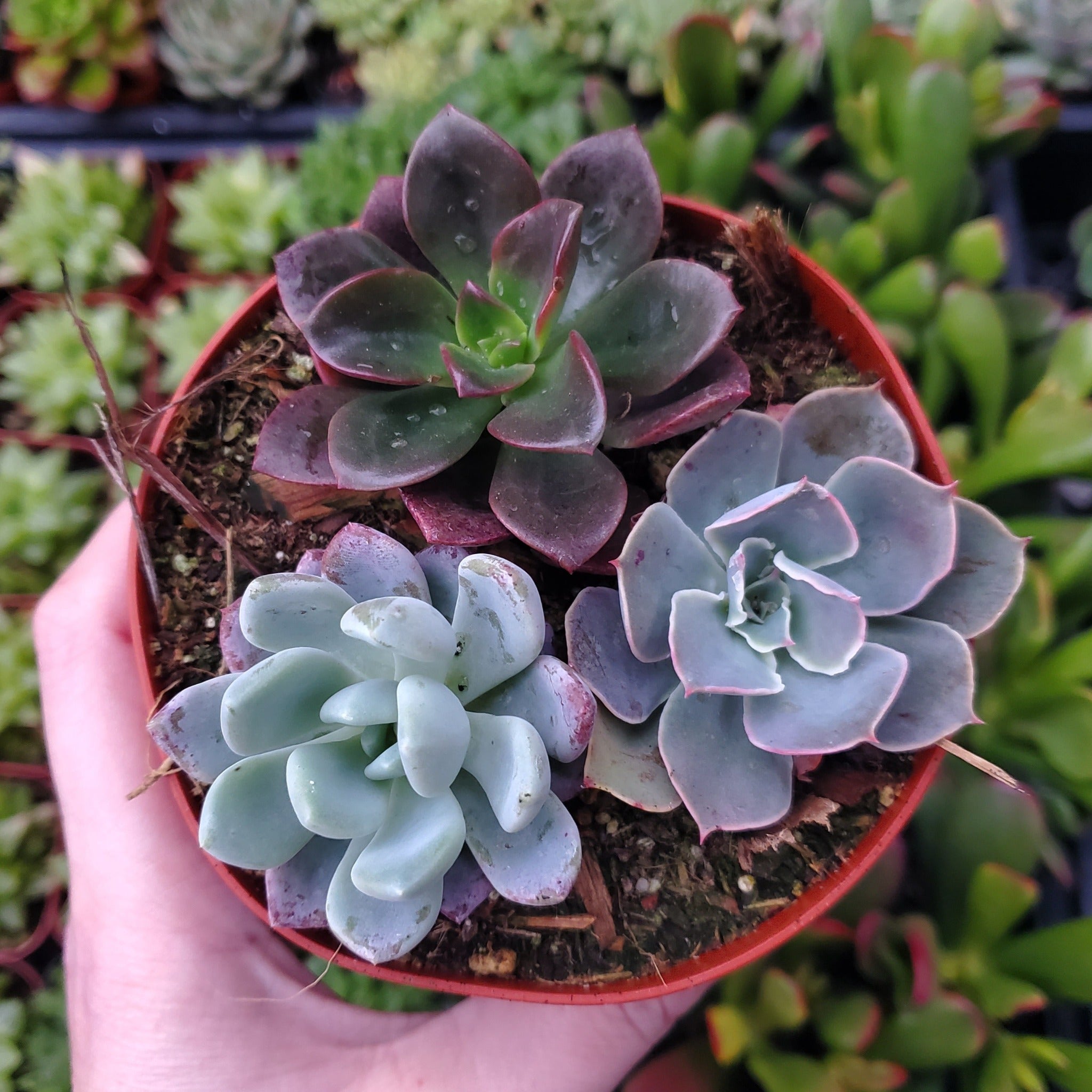 blue red succulents Echeveria Mix (Blue, Red & Purple)