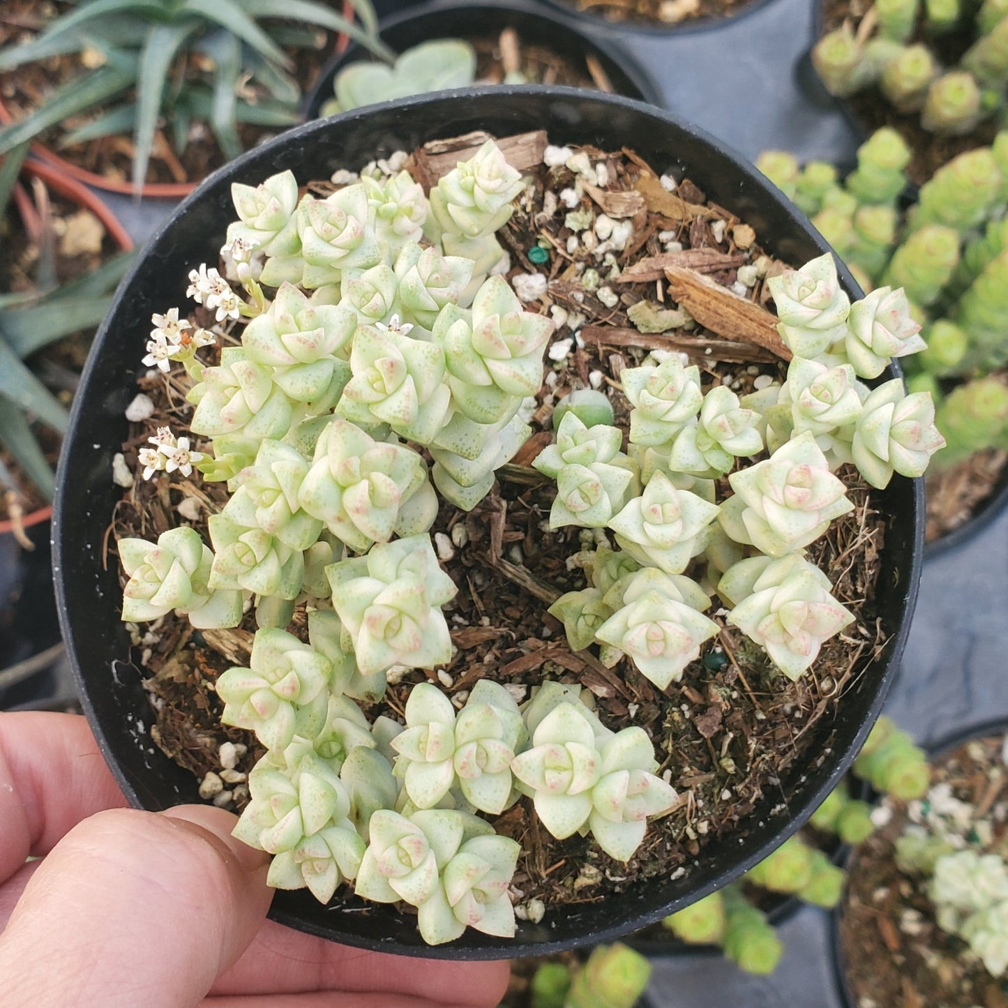 Crassula 'Variegated Pastel'