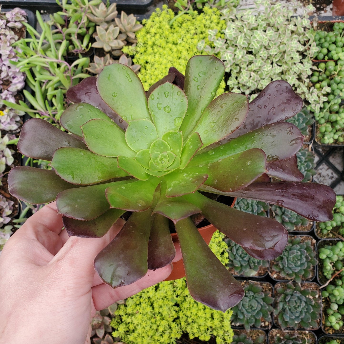 Aeonium urbicum