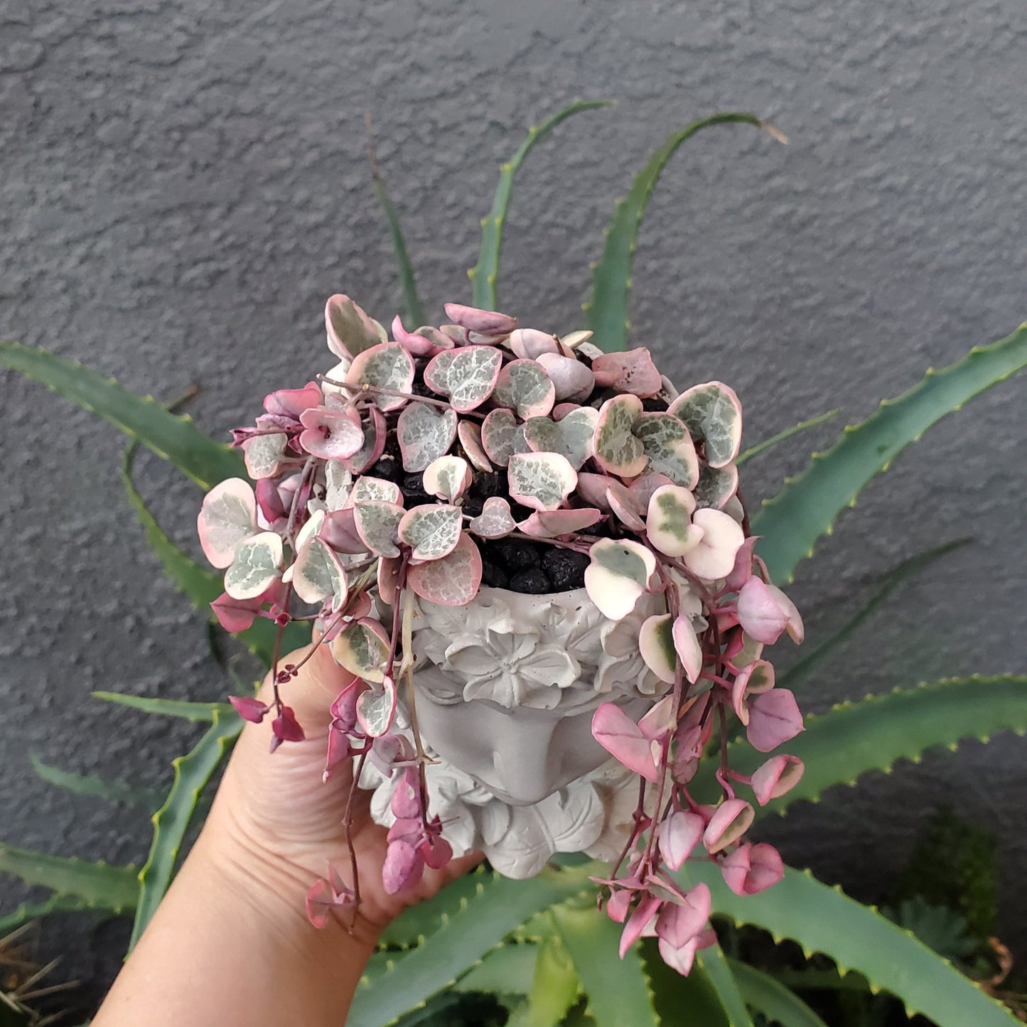 'Variegated String of Hearts' Goddess Arrangement