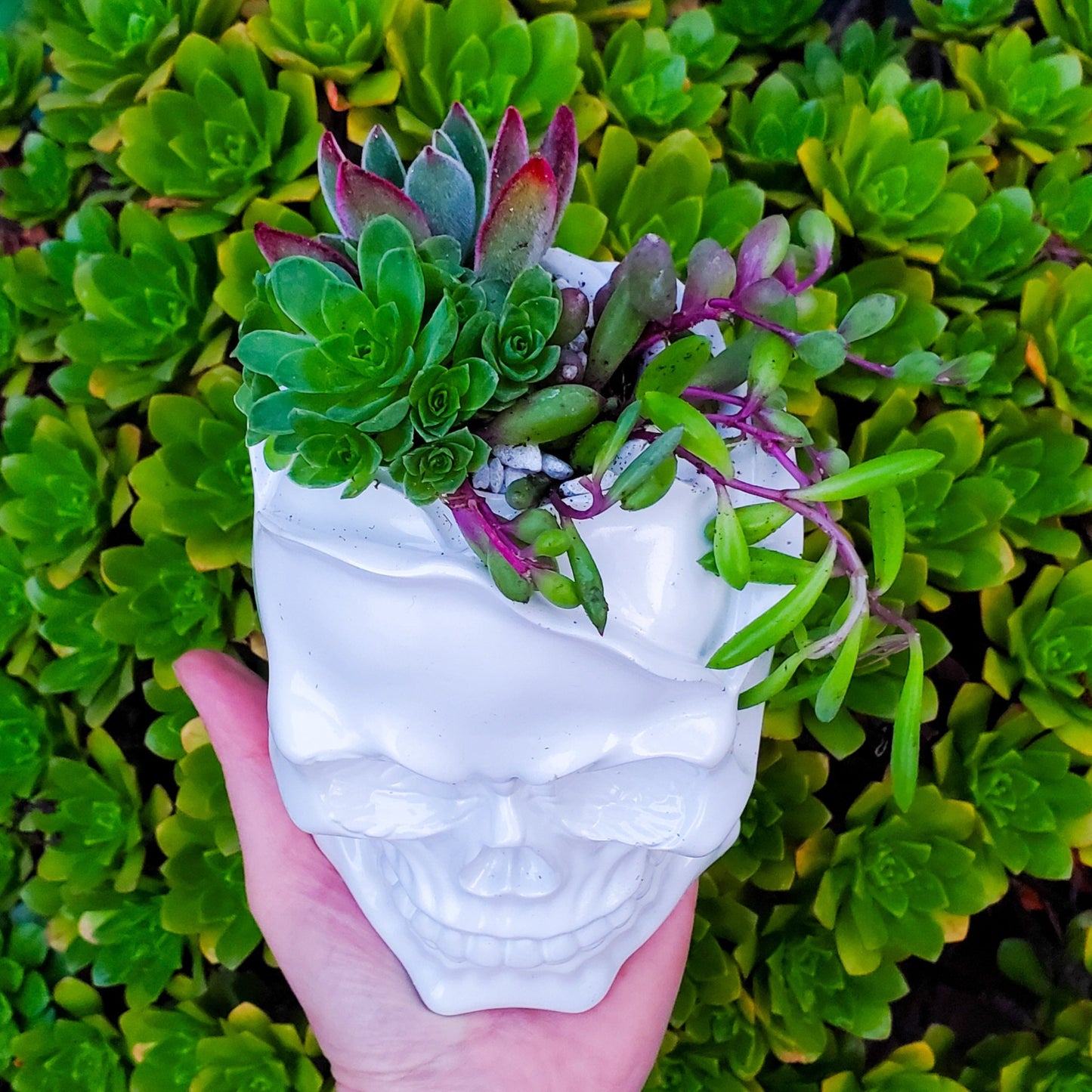 Rose Skull Succulent Arrangement