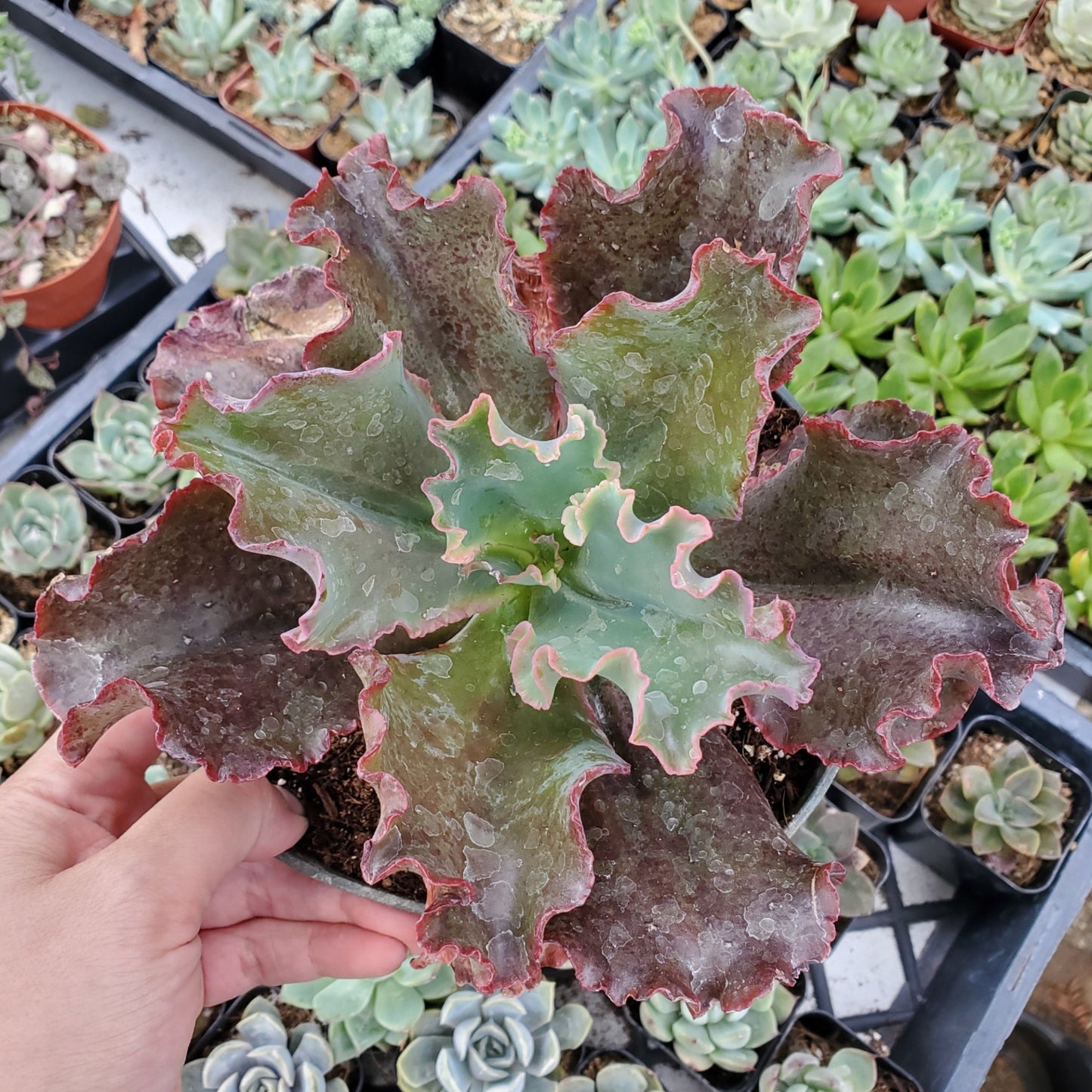Echeveria 'Zorro'