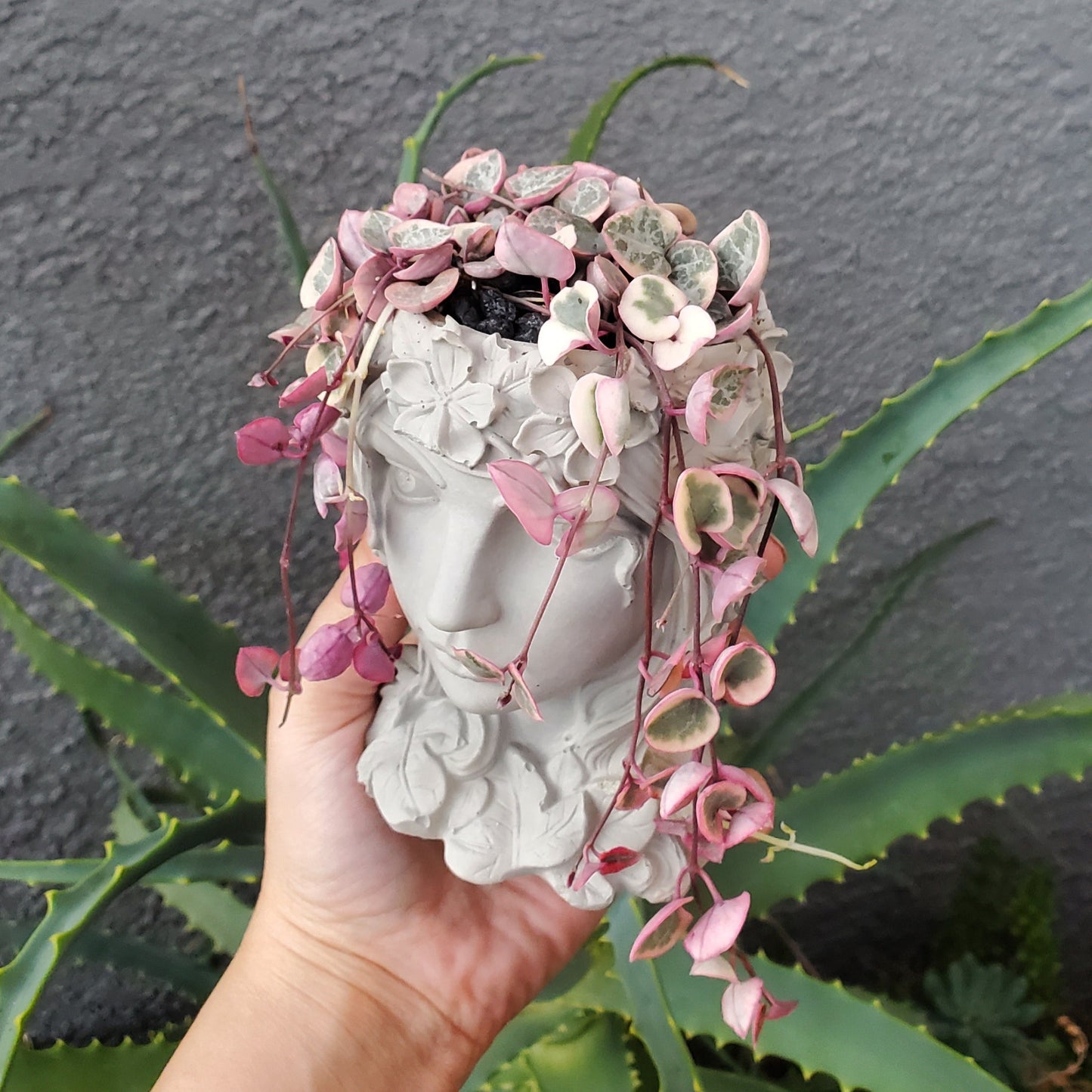 'Variegated String of Hearts' Goddess Arrangement