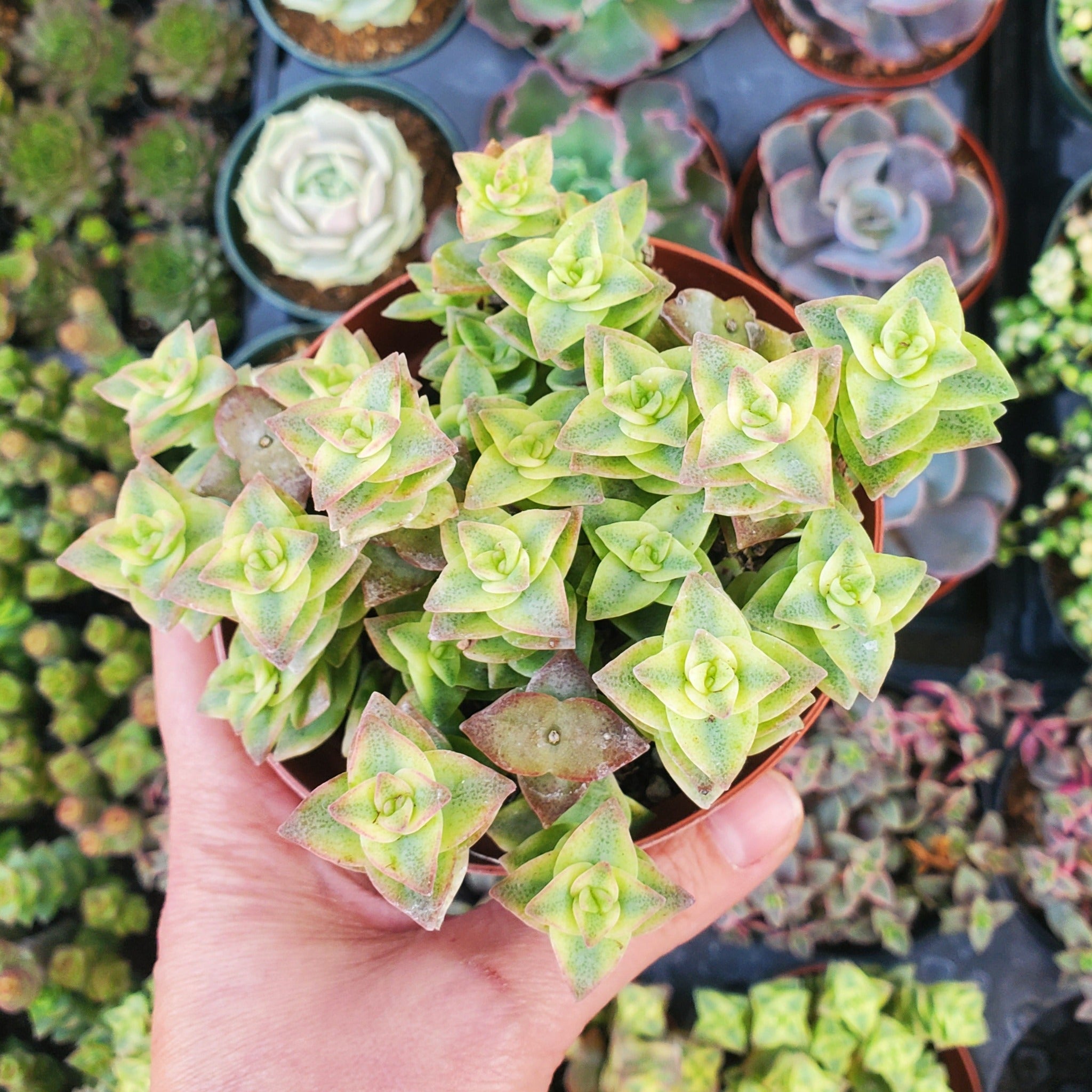 button succulent Crassula perforata f. variegata 'Variegated String of Buttons'
