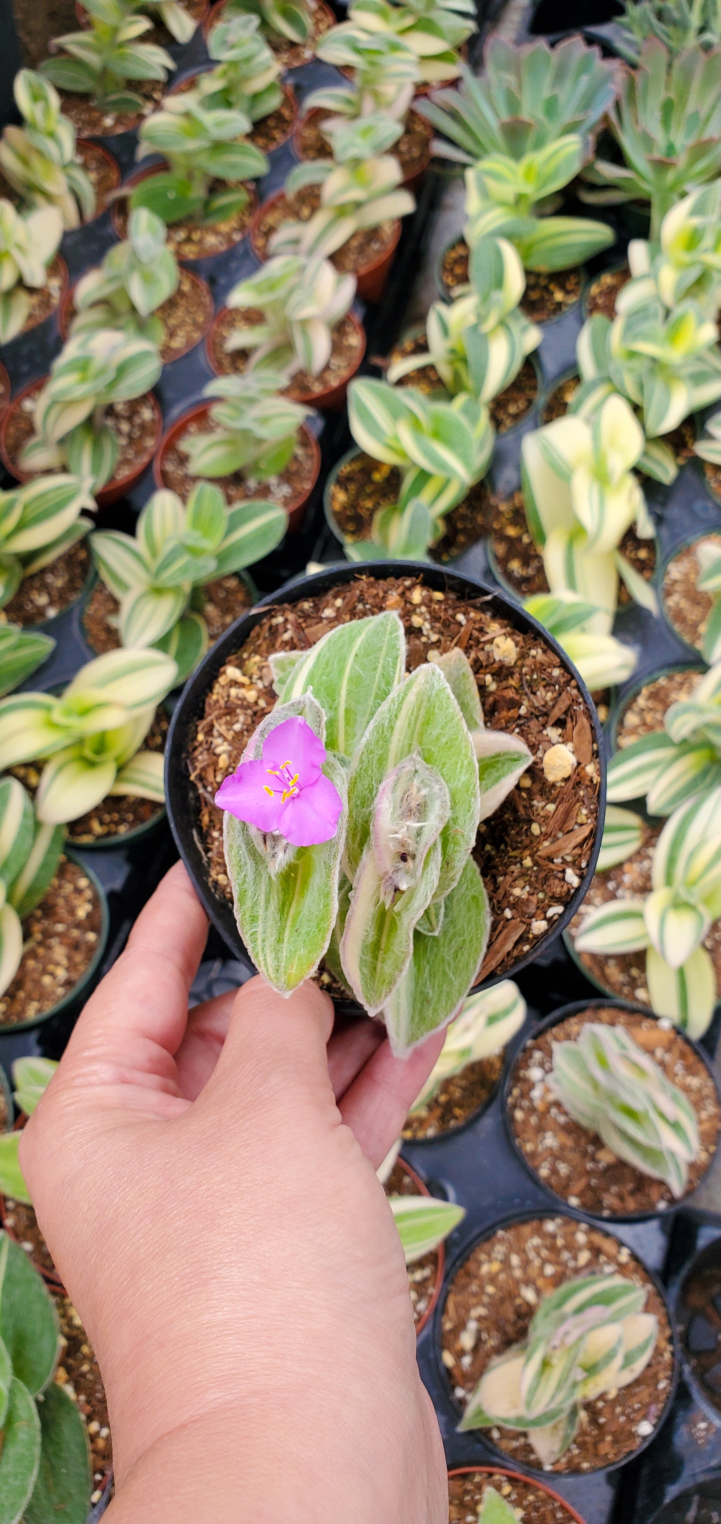 Tradescantia sillamontana variegata