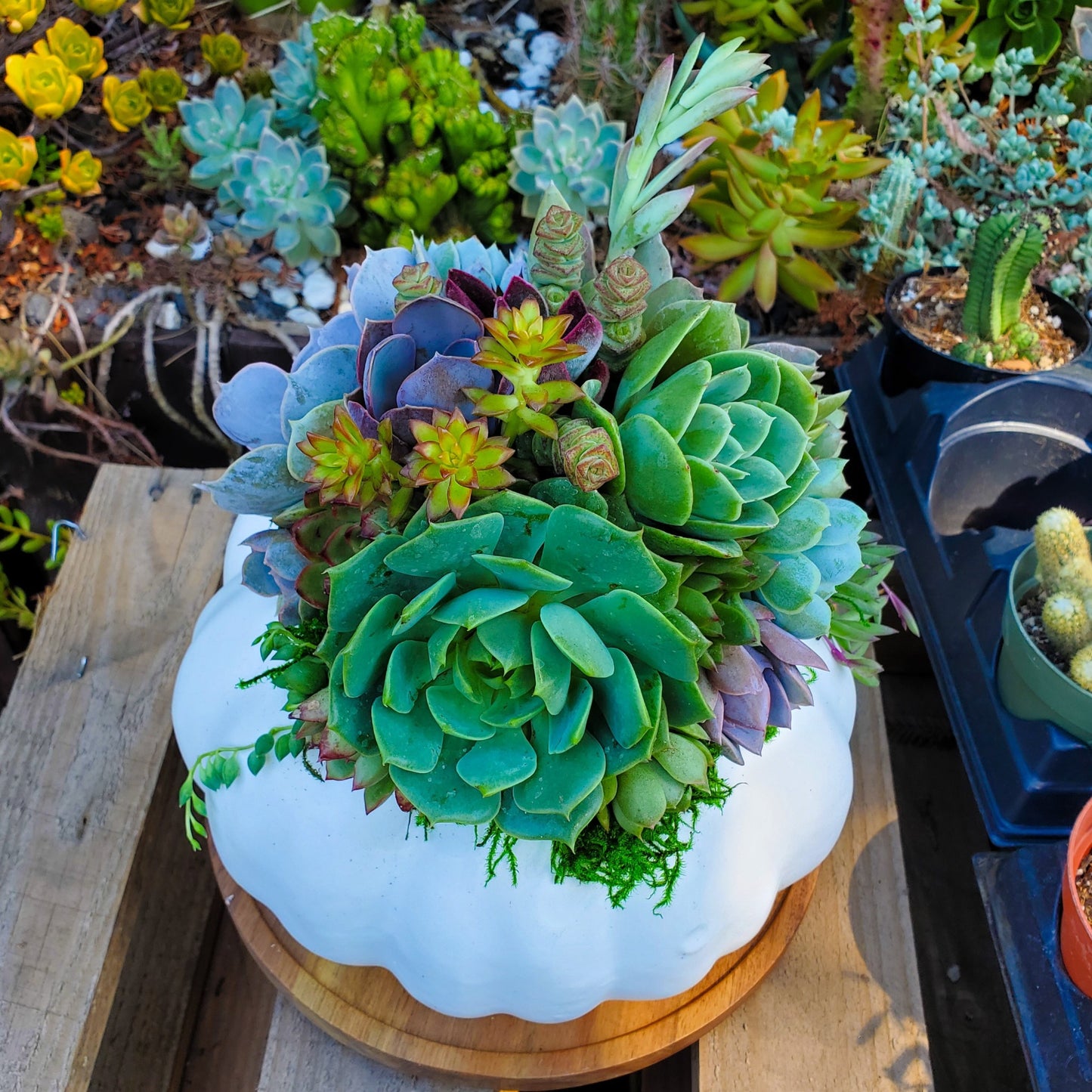 Medium White Succulent Pumpkin
