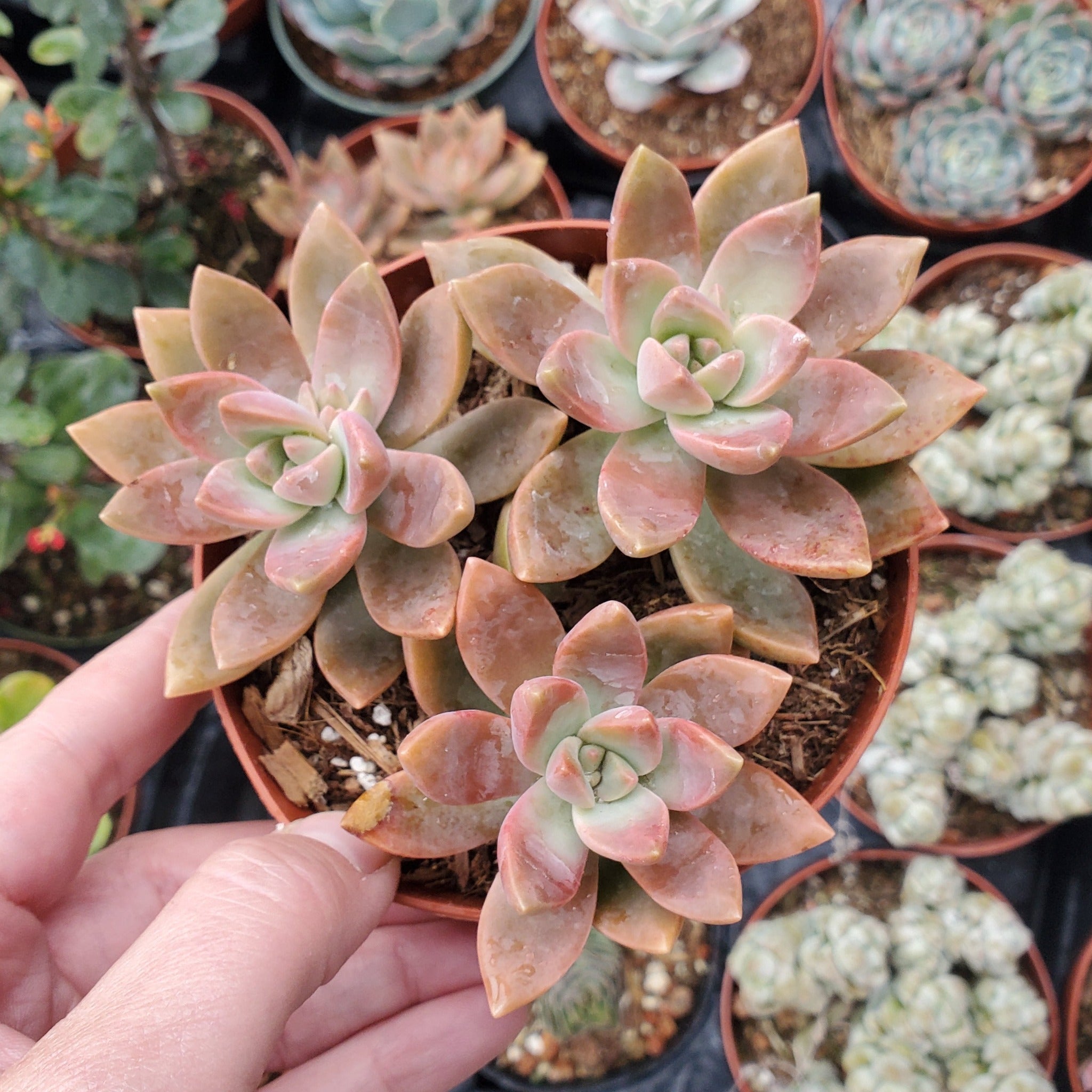 sunset succulent society Graptosedum 'California Sunset'