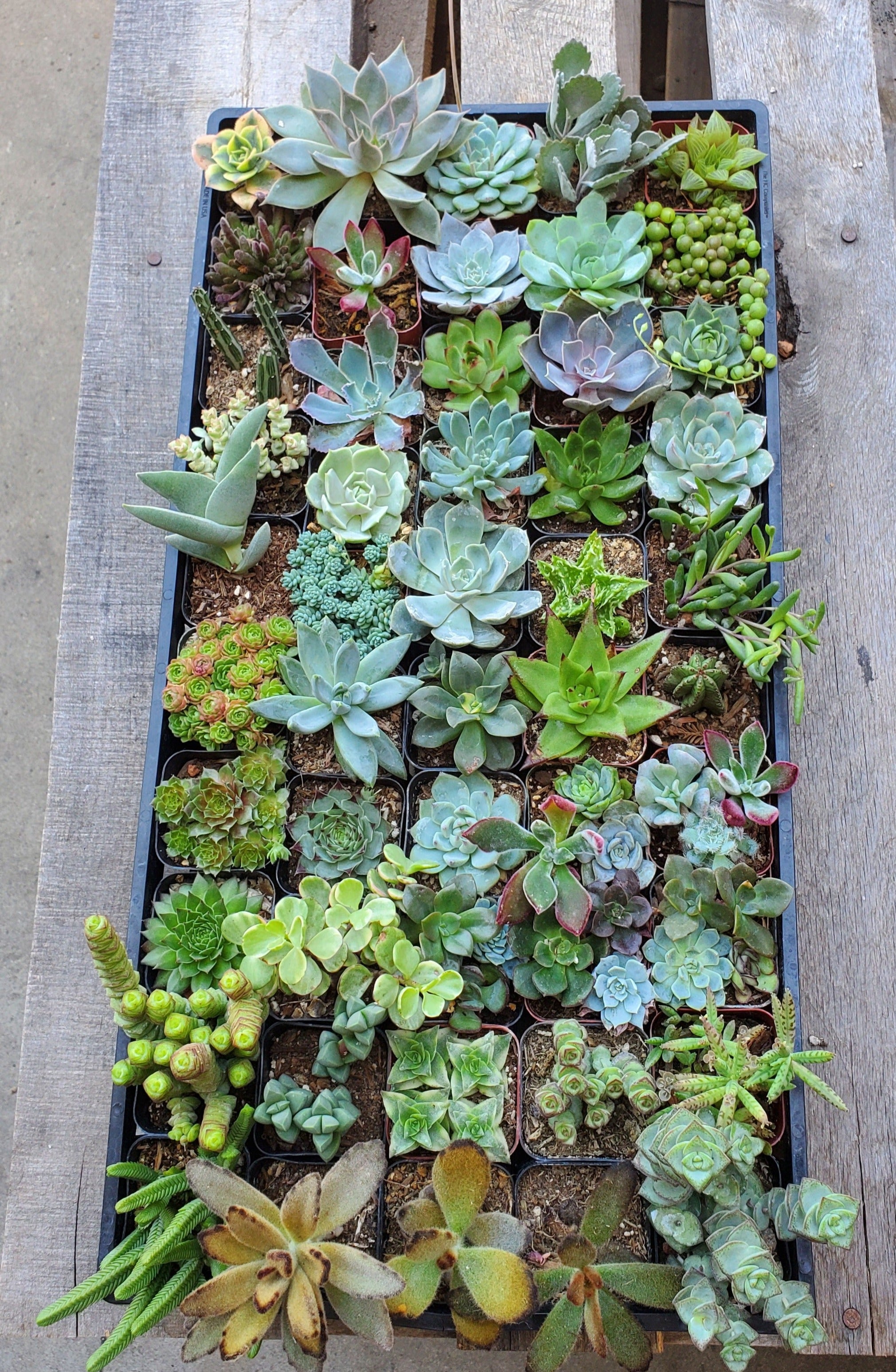 succulent studios free shipping Succulent Bundle (Exact 50 2 inch plants pictured)