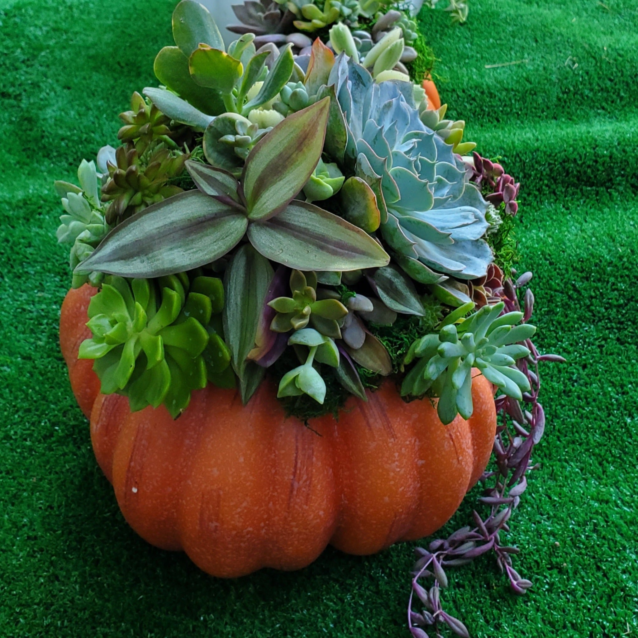 orange succulent plants Large Orange Succulent Trimmed Pumpkin