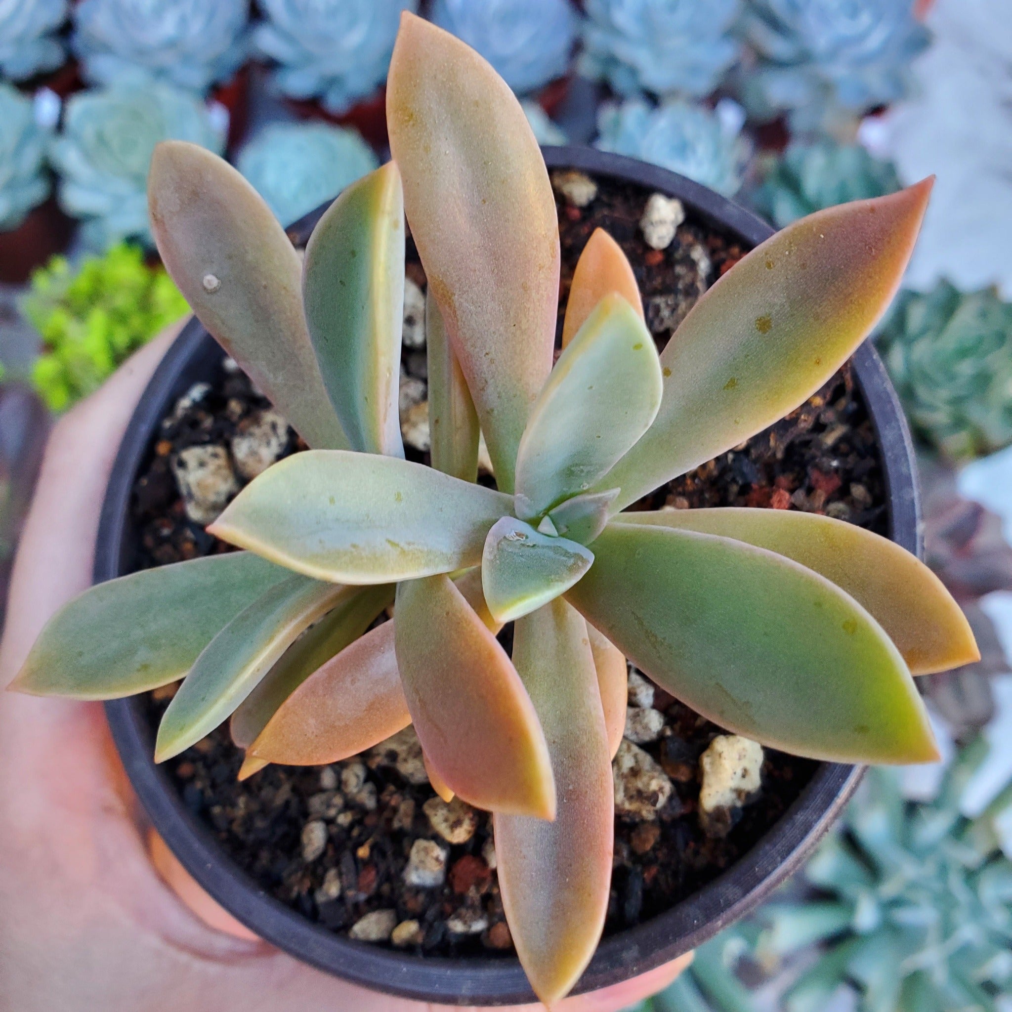 fred ives succulent for sale Graptoveria 'Fred Ives'
