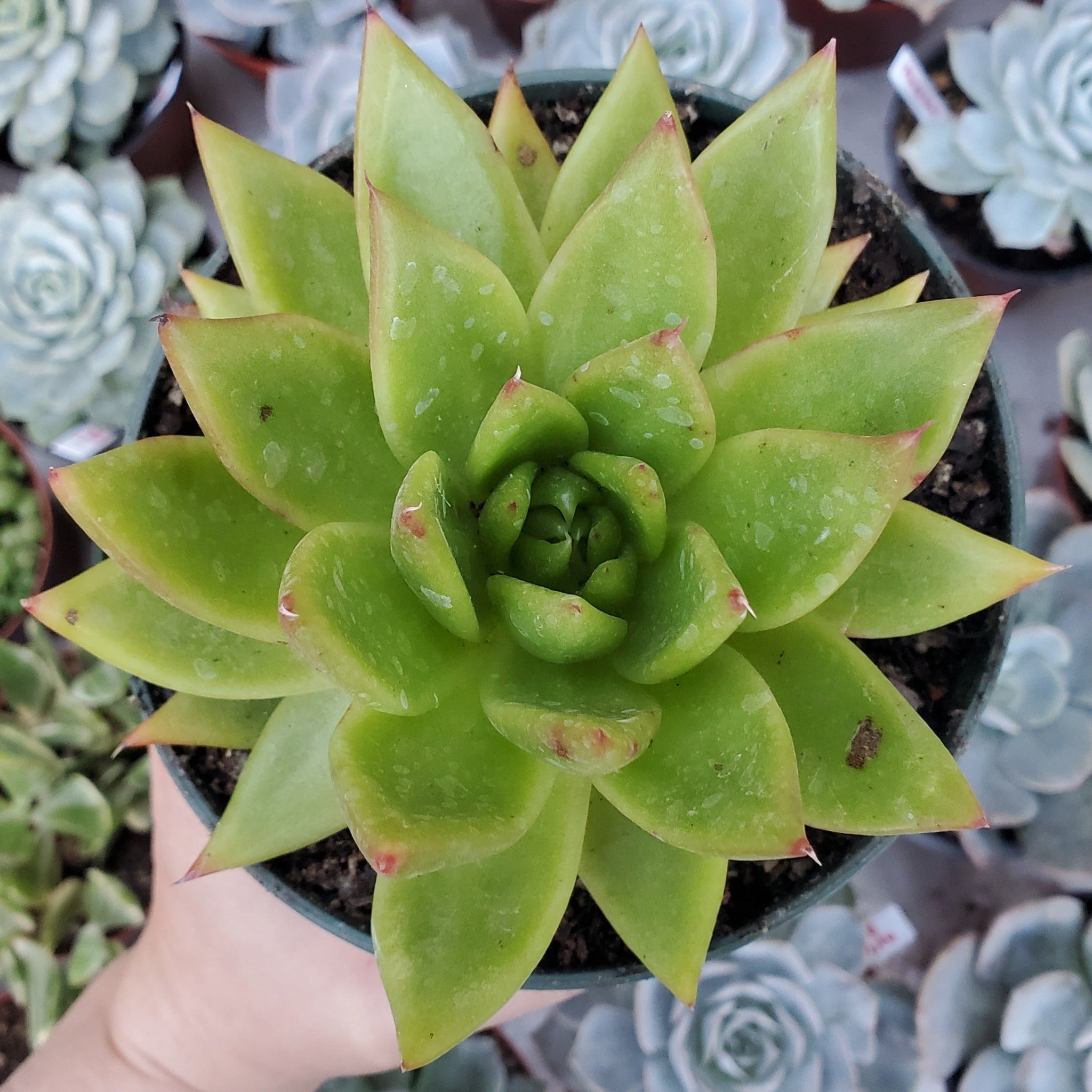 echeveria lipstick succulent Echeveria agavoides 'Lipstick'