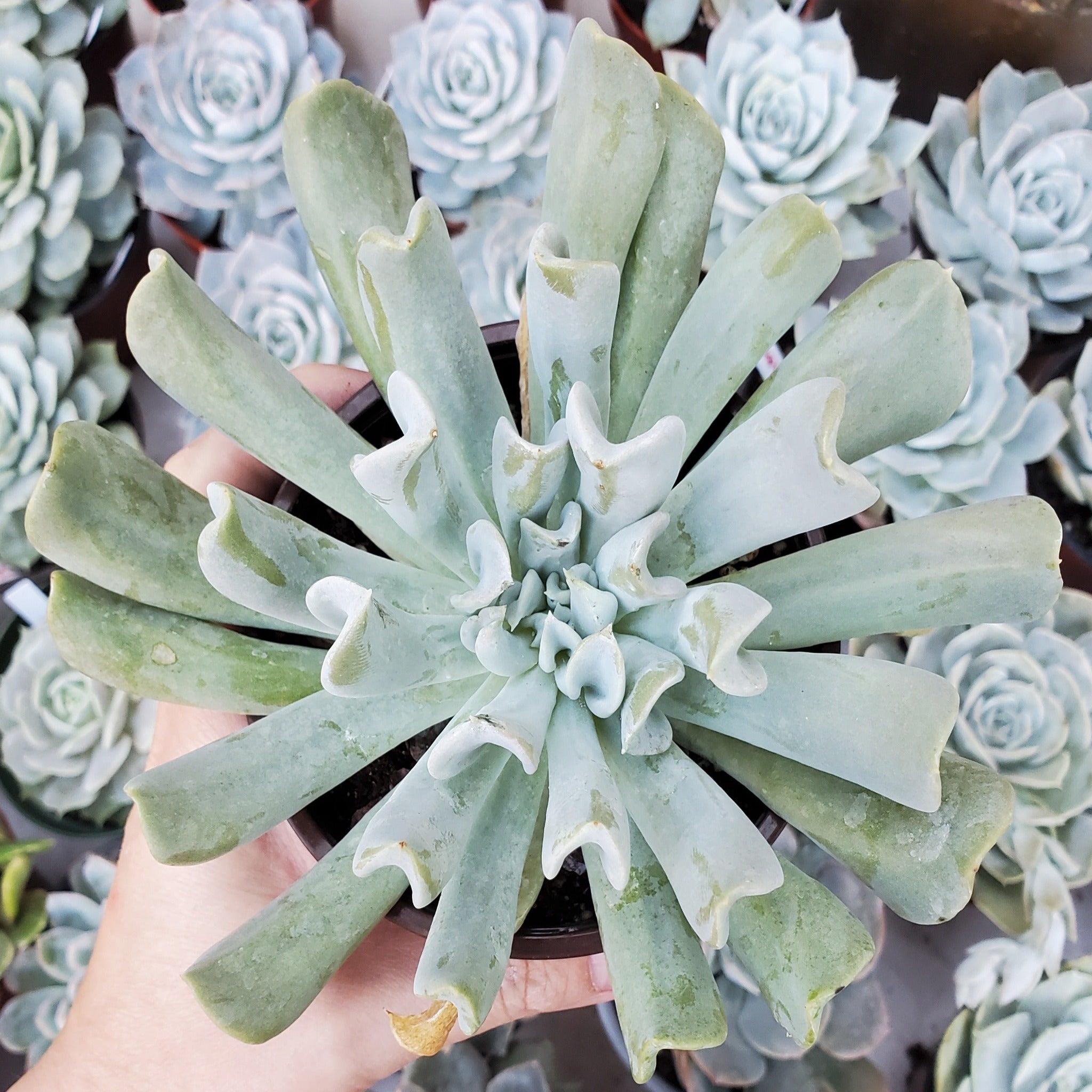 topsy turvy succulent plant Echeveria runyonii 'Topsy Turvy'