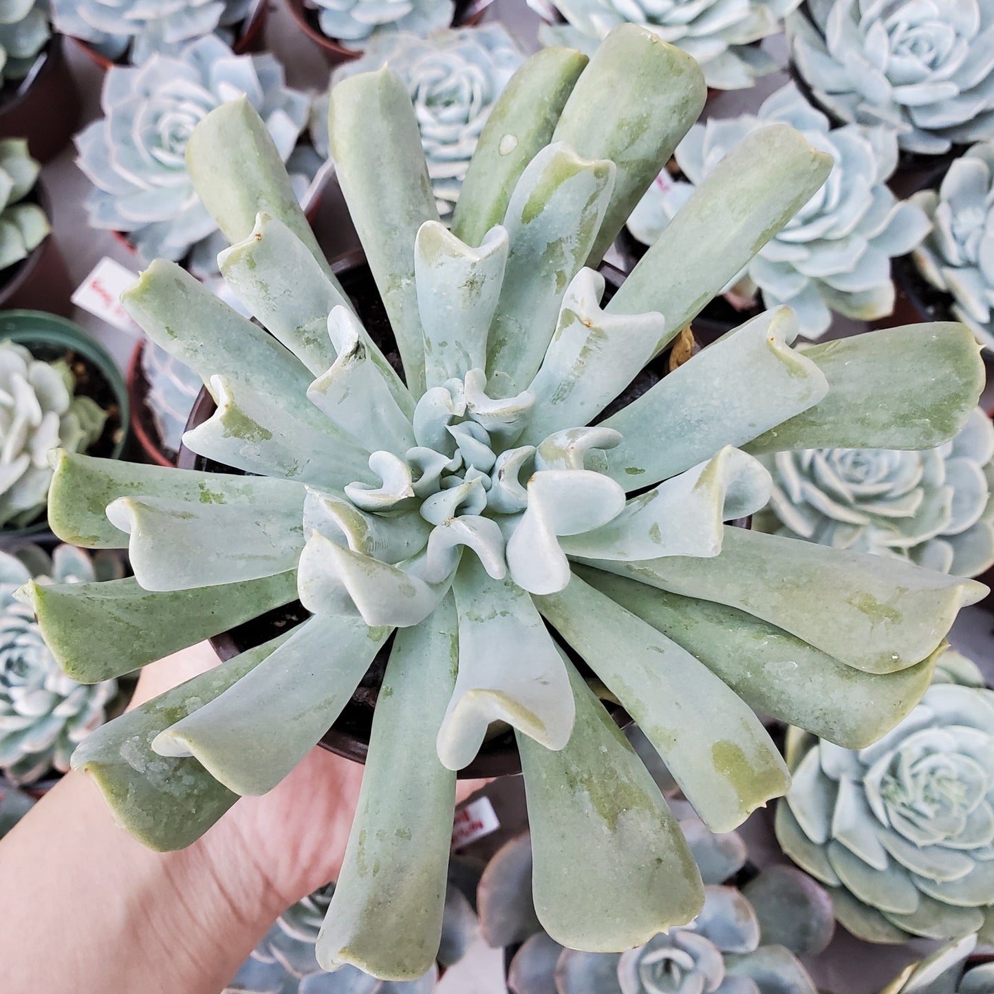 Echeveria runyonii 'Topsy Turvy'