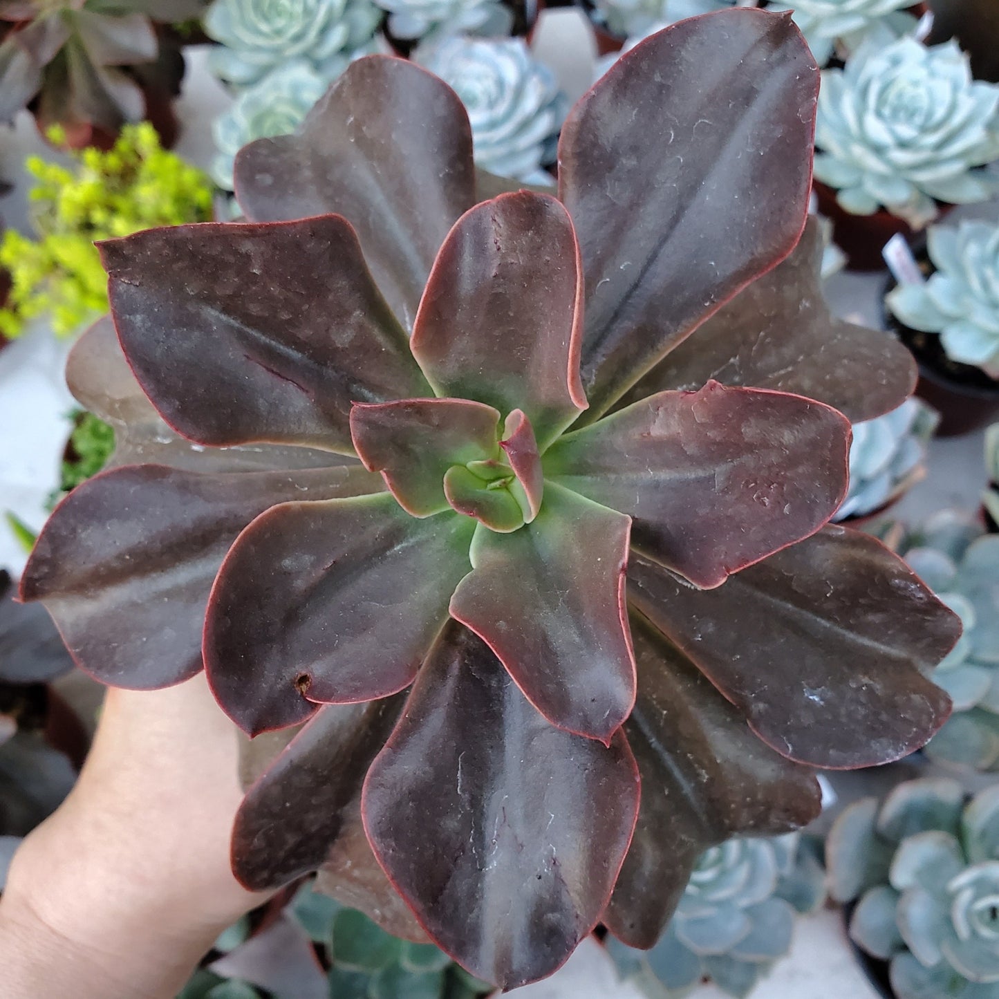 Echeveria 'Eliza'