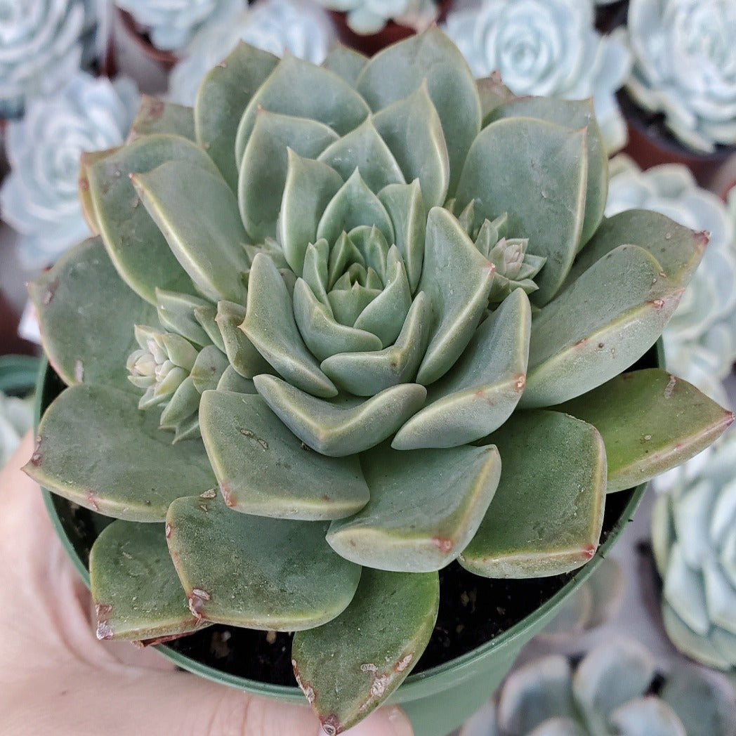 Tacipetalum 'Vega'