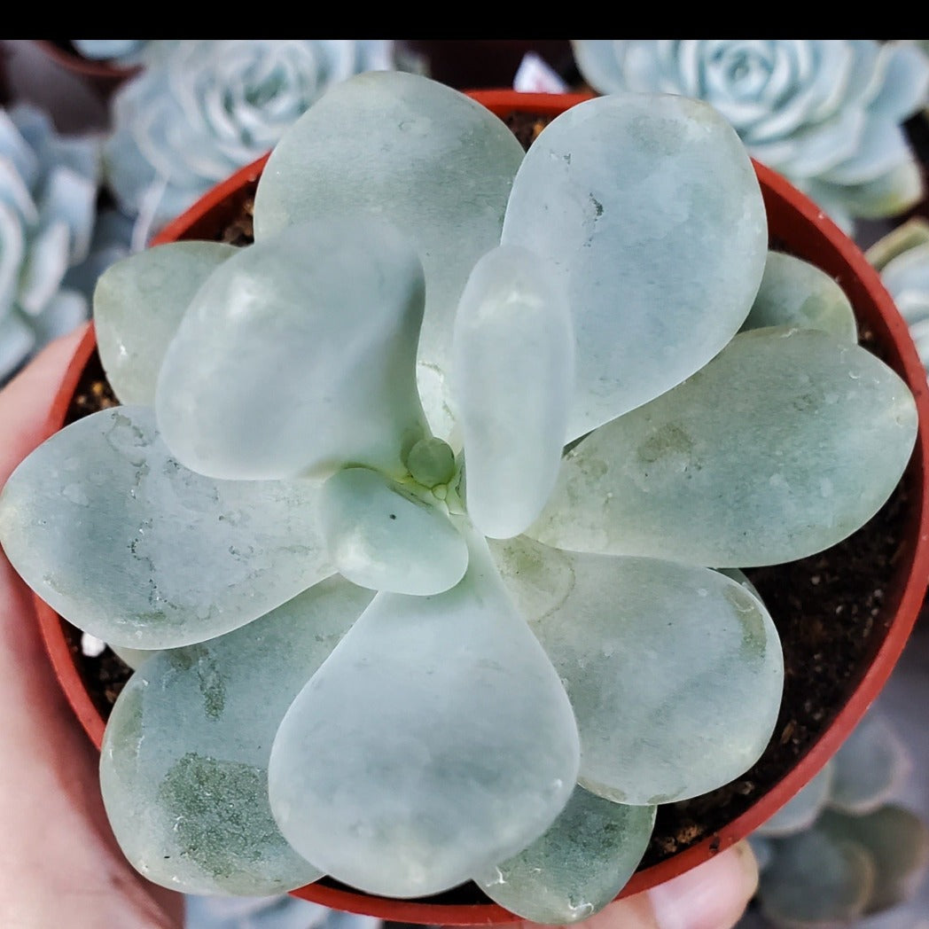 pachyphytum oviferum succulent Pachyphytum oviferum 'Moonstone'