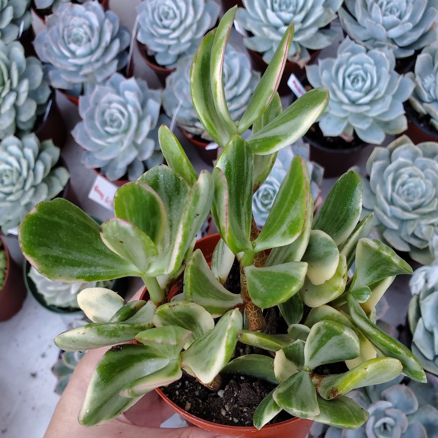 Crassula argentea variegata 'Money Tree'