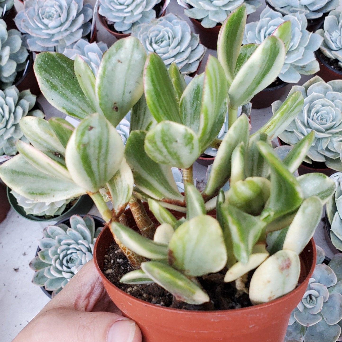 Crassula argentea variegata 'Money Tree'