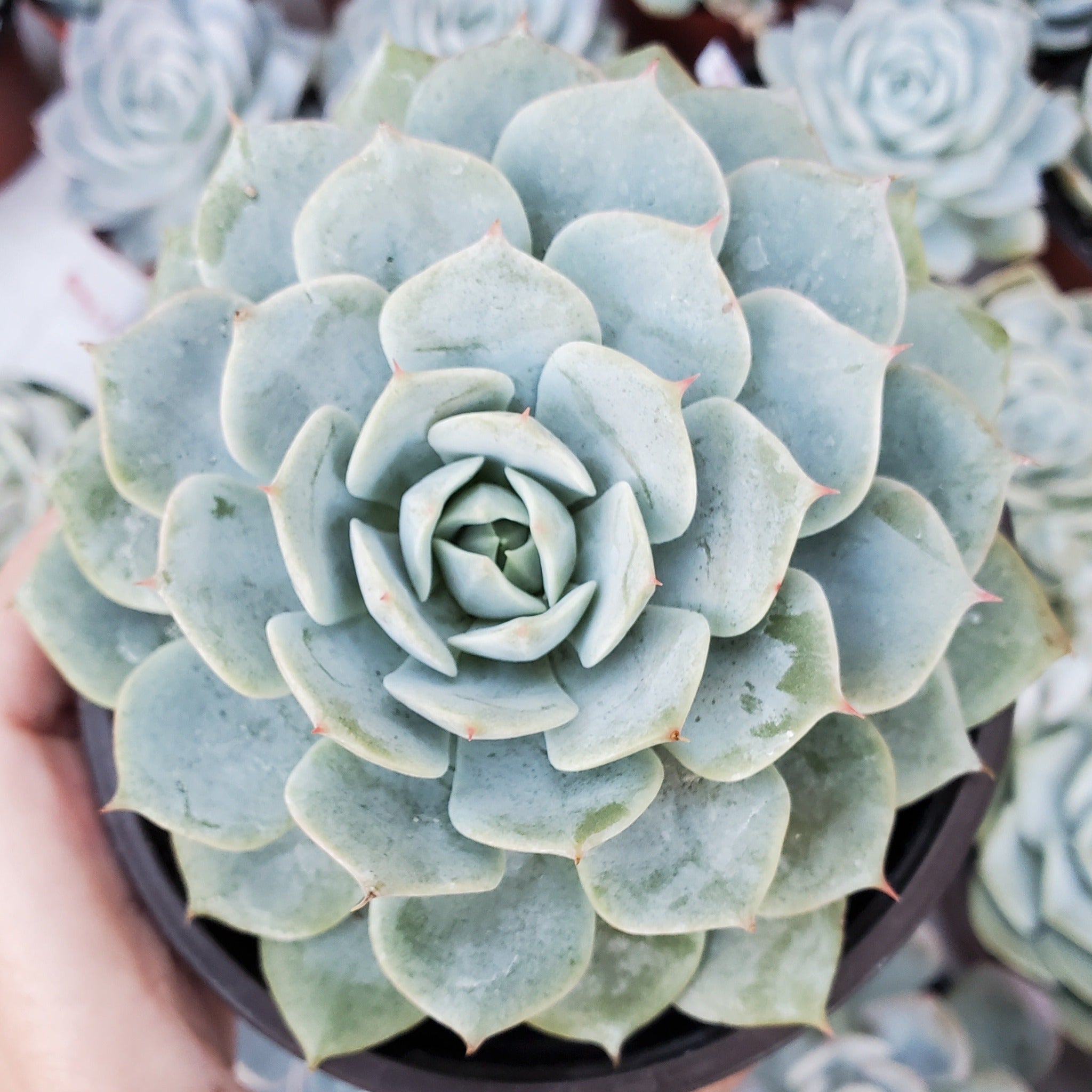 succulents white Echeveria 'Fleur Blanc'