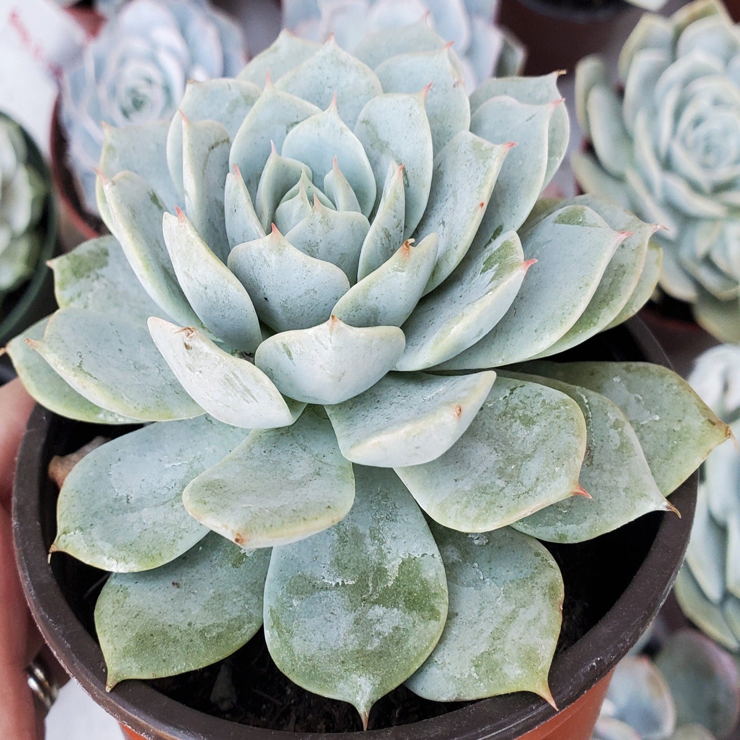 Echeveria 'Fleur Blanc'