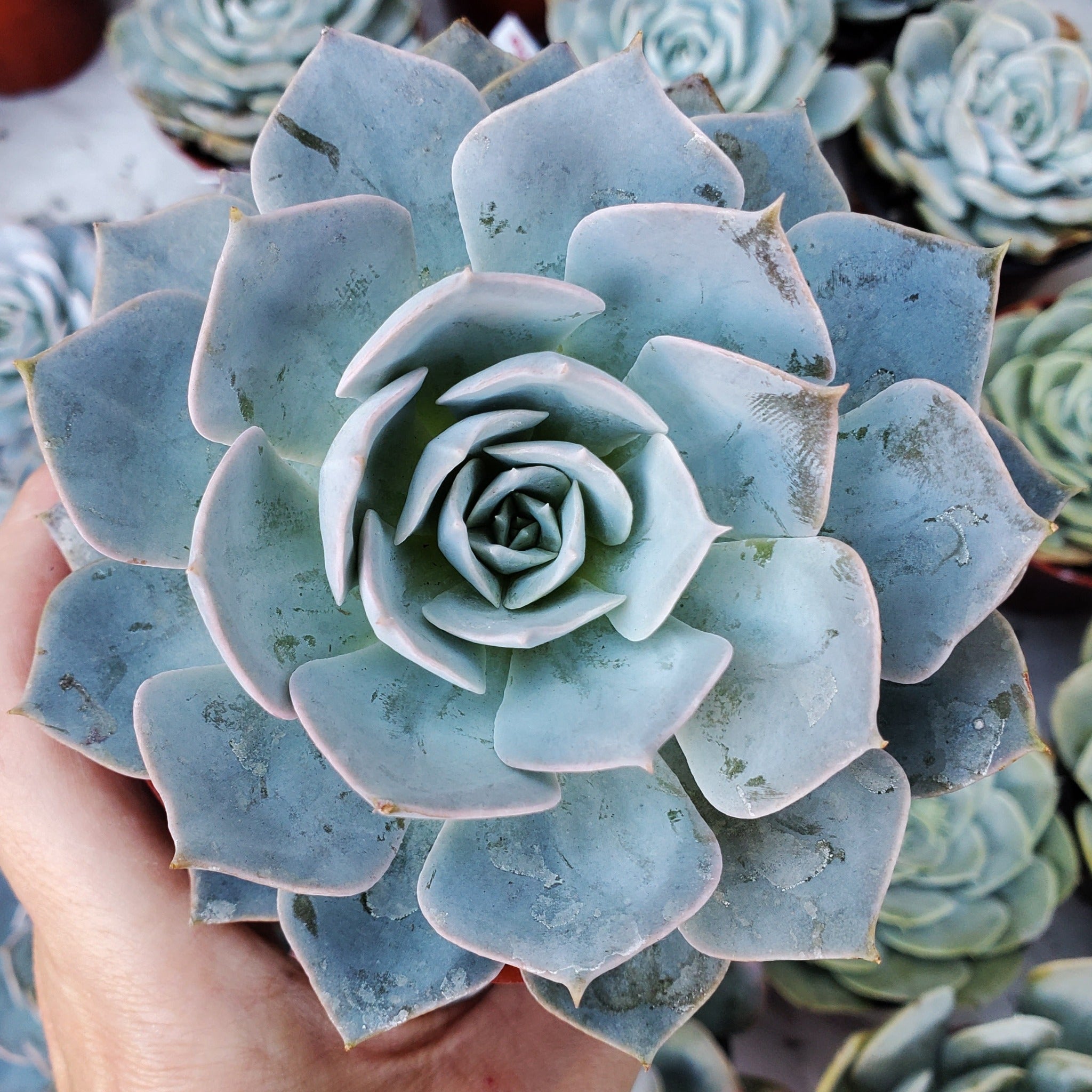 succulent morning beauty Echeveria 'Morning Beauty'
