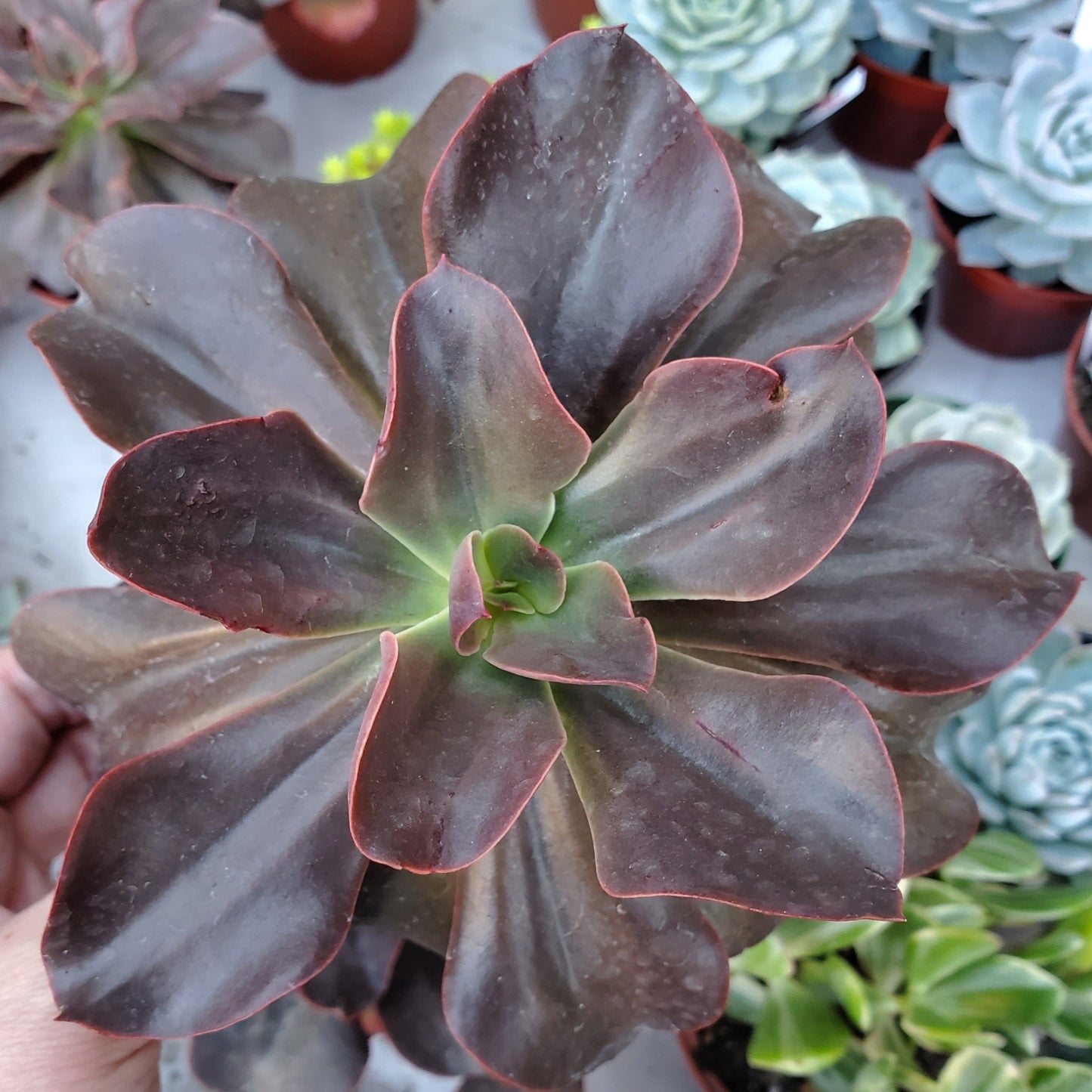 Echeveria 'Eliza'