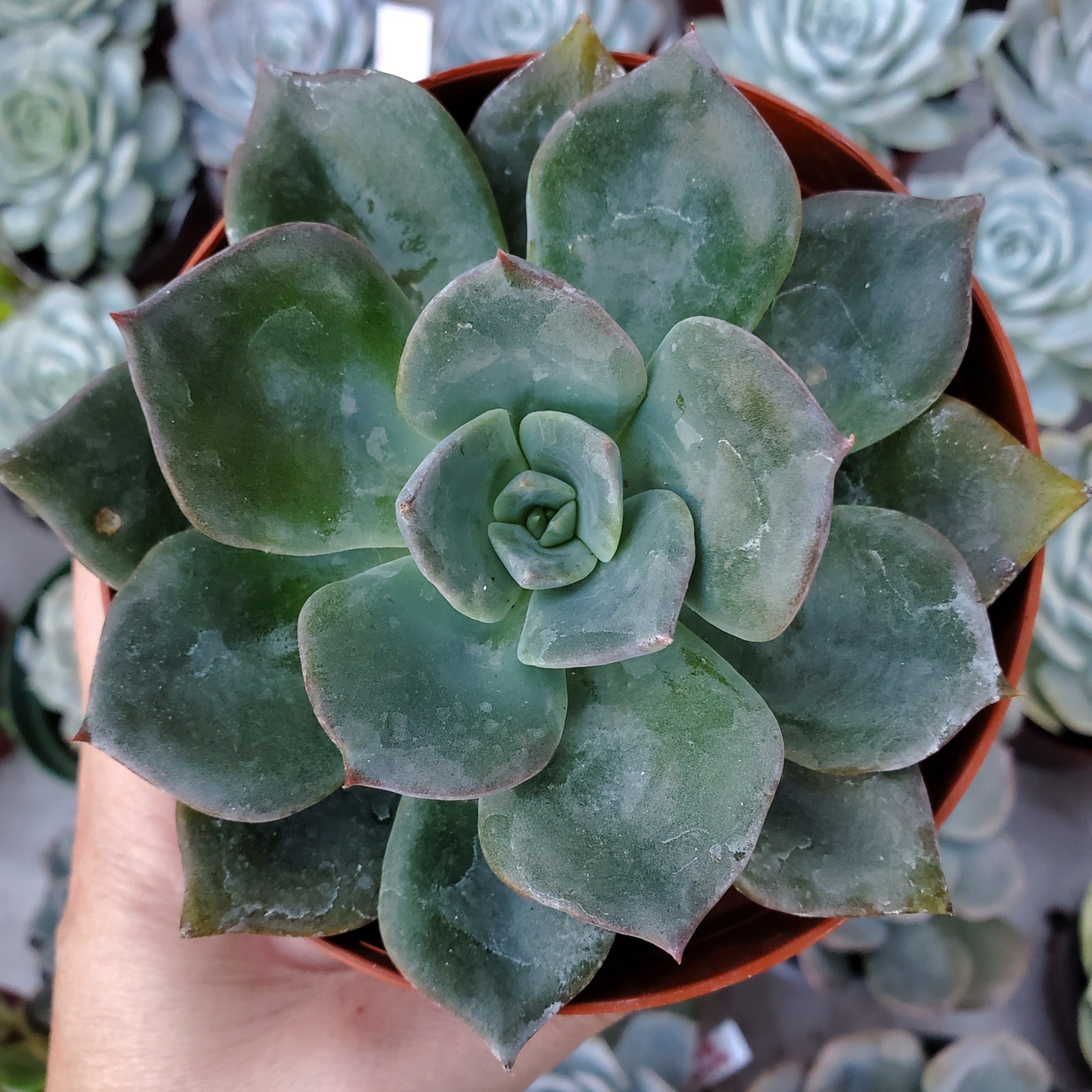 blue prince succulent care Echeveria 'Blue Prince'
