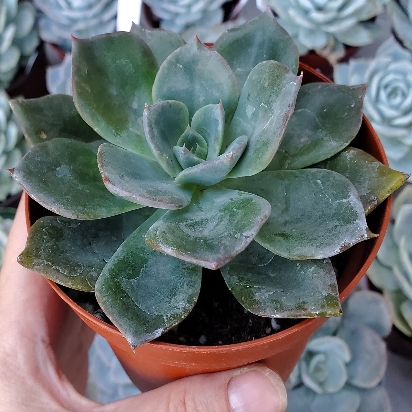 Echeveria 'Blue Prince'