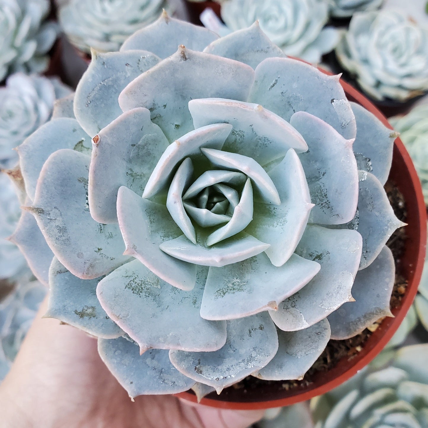 Echeveria 'Morning Beauty'