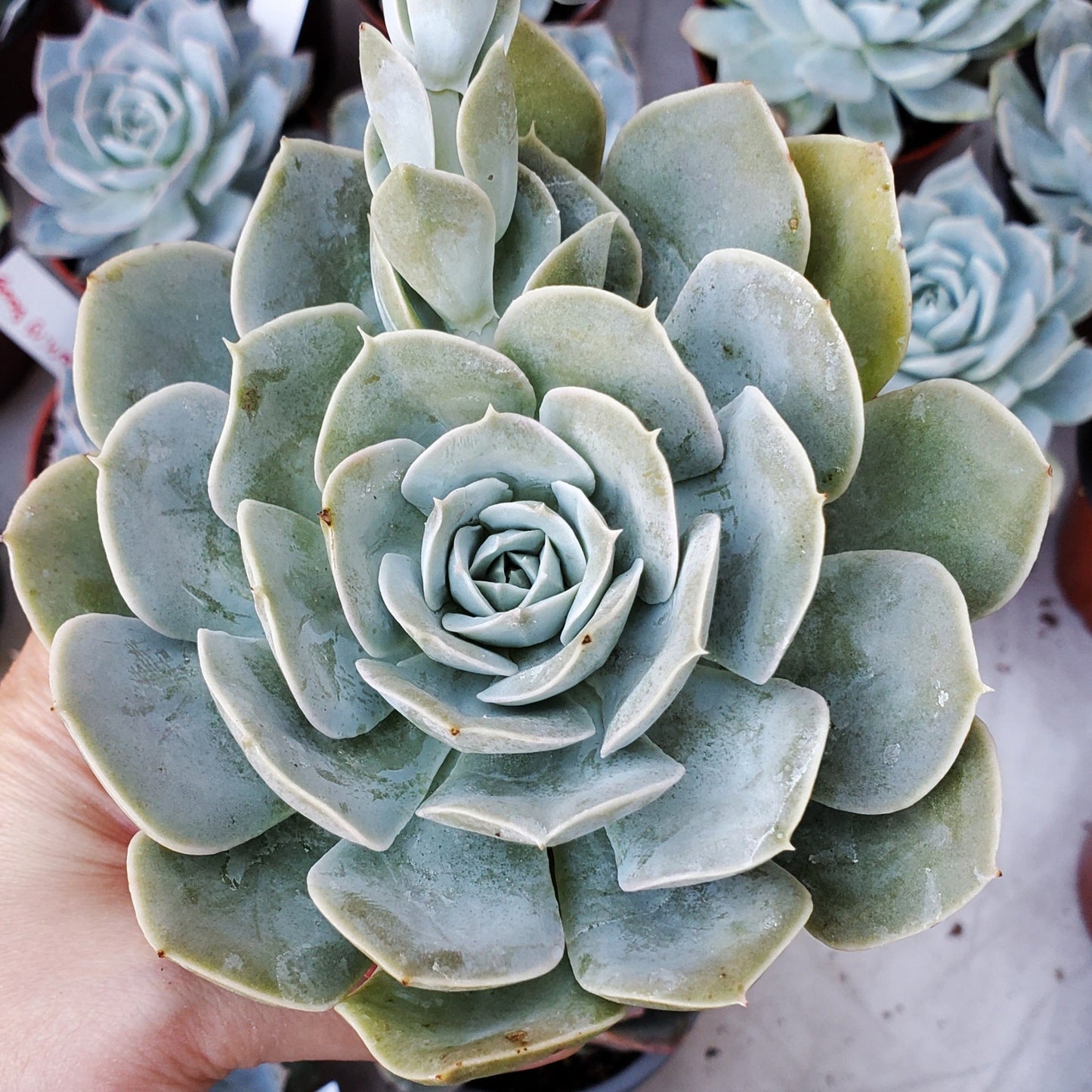 Echeveria lilacina 'Ghost'