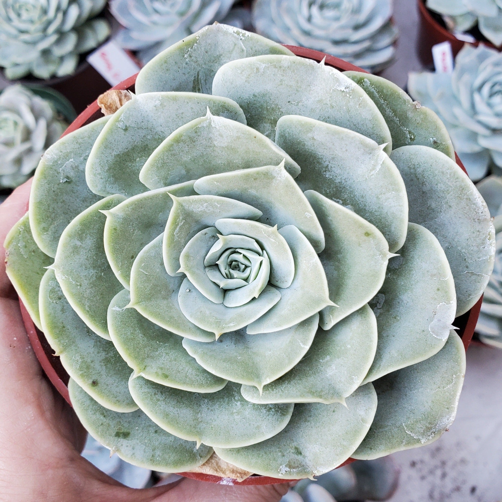 imbricata succulent Echeveria 'Imbricata' or 'Blue Rose'