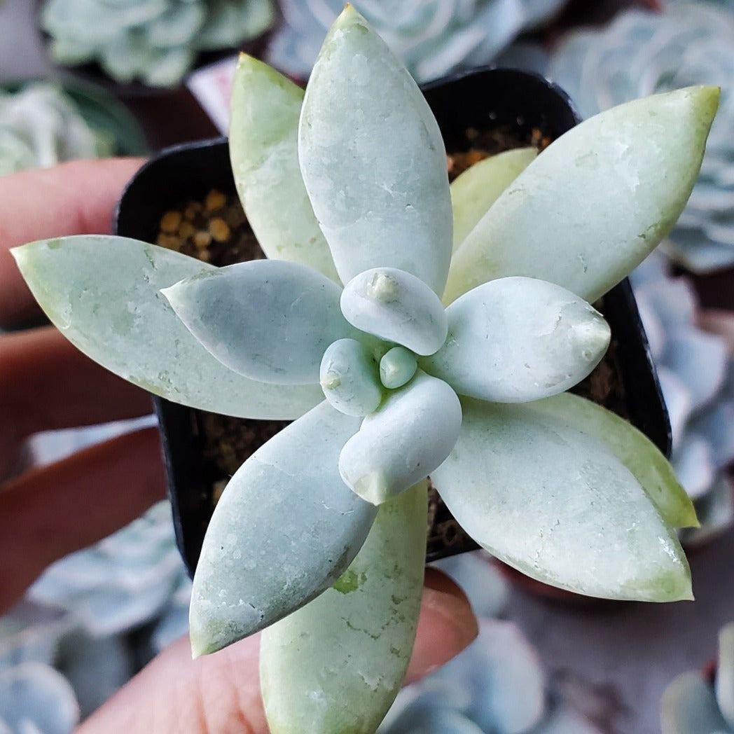 glauca succulent Pachyveria 'Glauca'