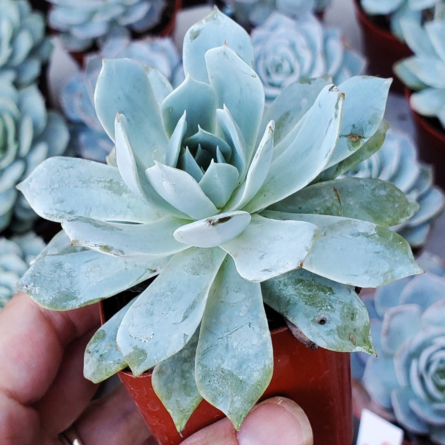 Echeveria 'Peacockii' or 'Desmetiana'