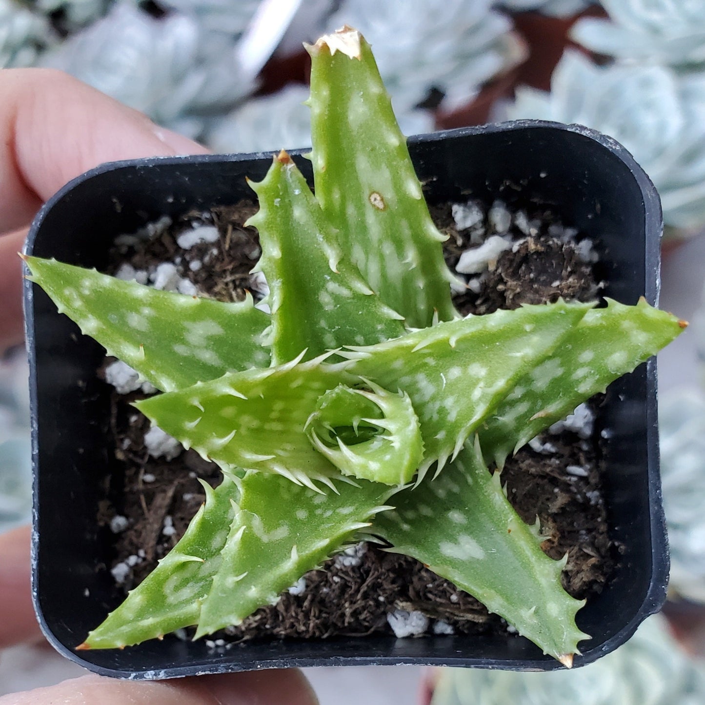 Aloe juvenna 'Tiger Tooth Aloe'