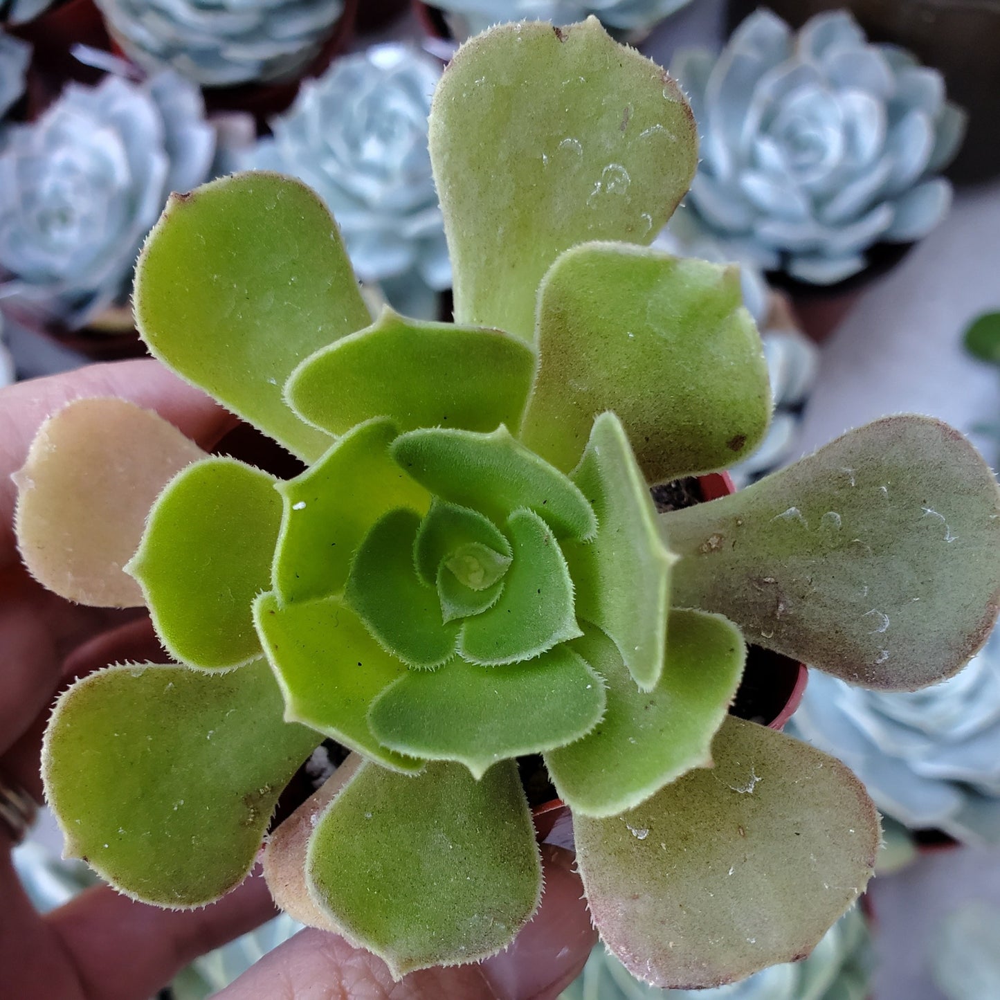 Aeonium urbicum